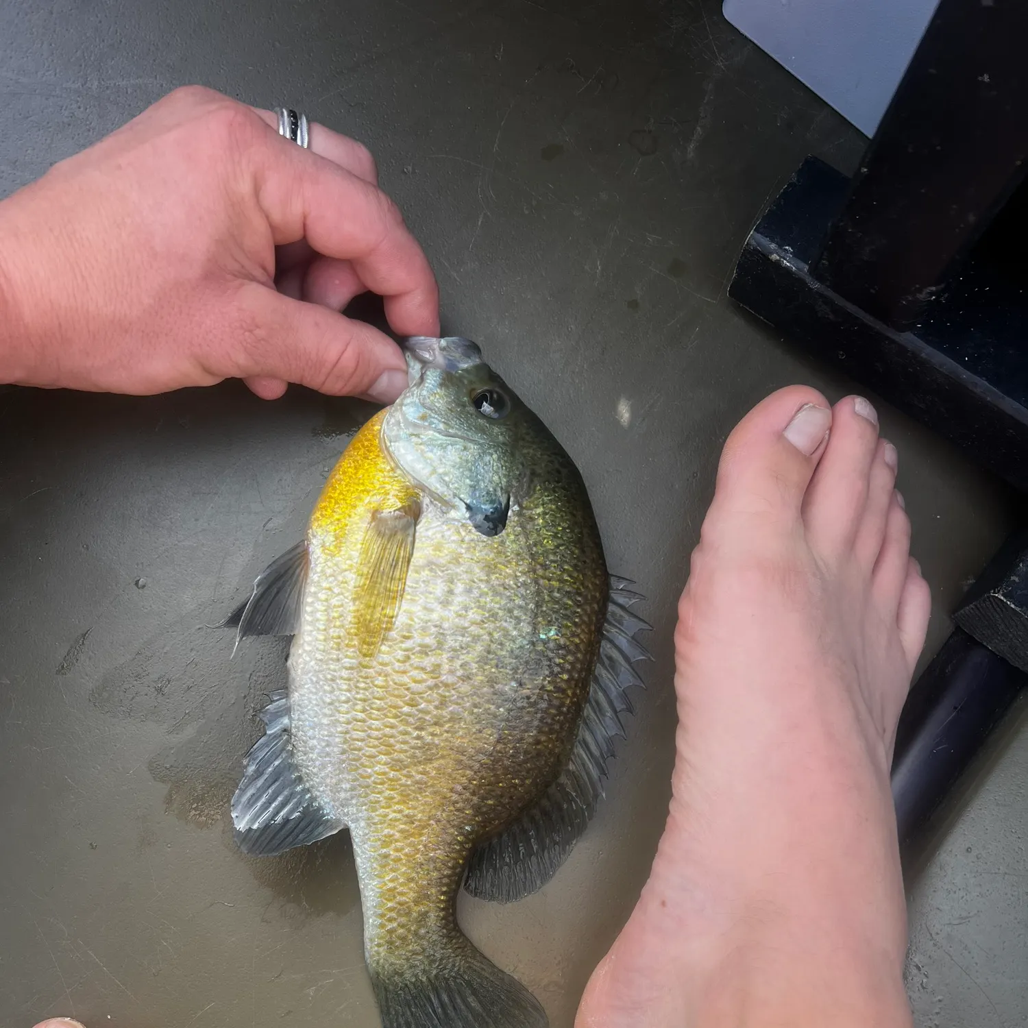 Bluegill caught on Fishbrain