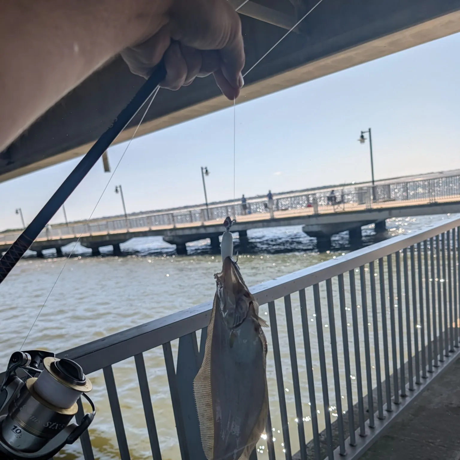 Summer flounder caught on Fishbrain