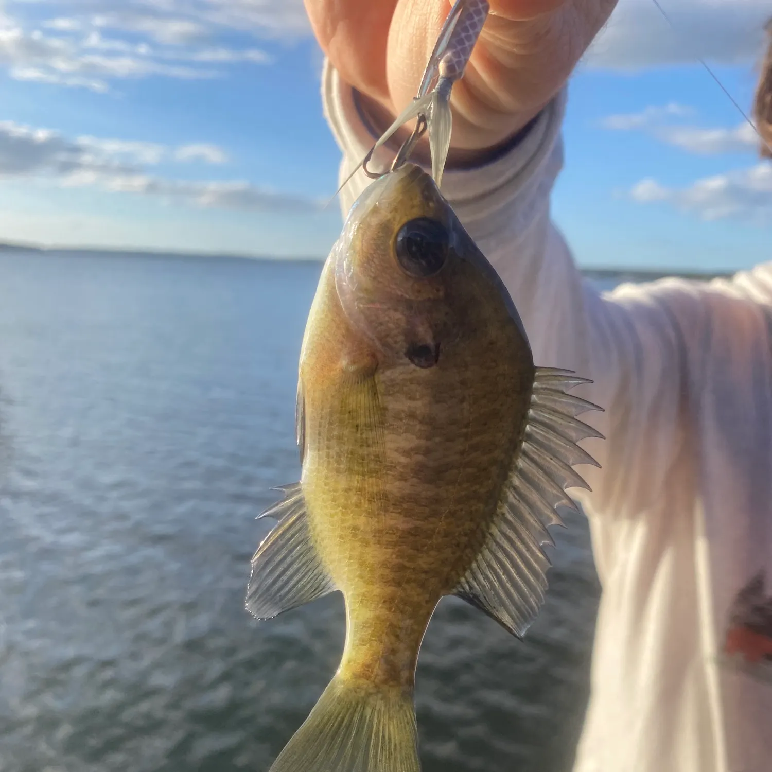 Bluegill caught on Fishbrain
