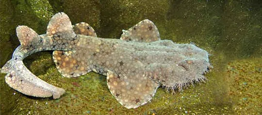 Tasselled wobbegong