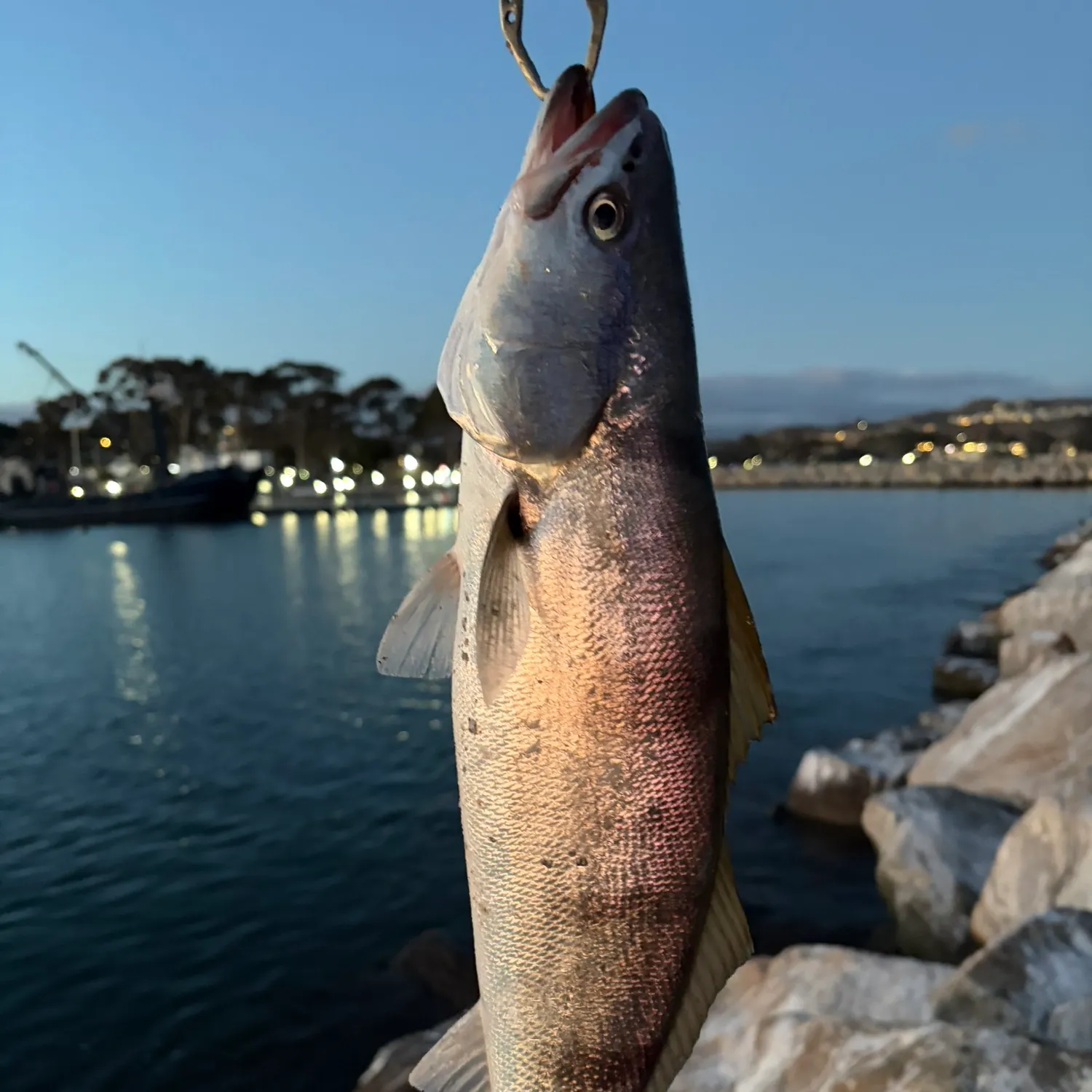 The most recent White seabass catches on Fishbrain