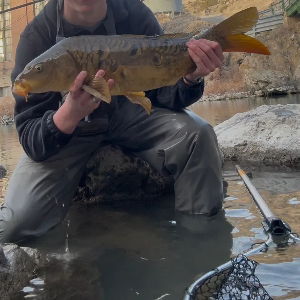 The most recent Mirror carp catches on Fishbrain