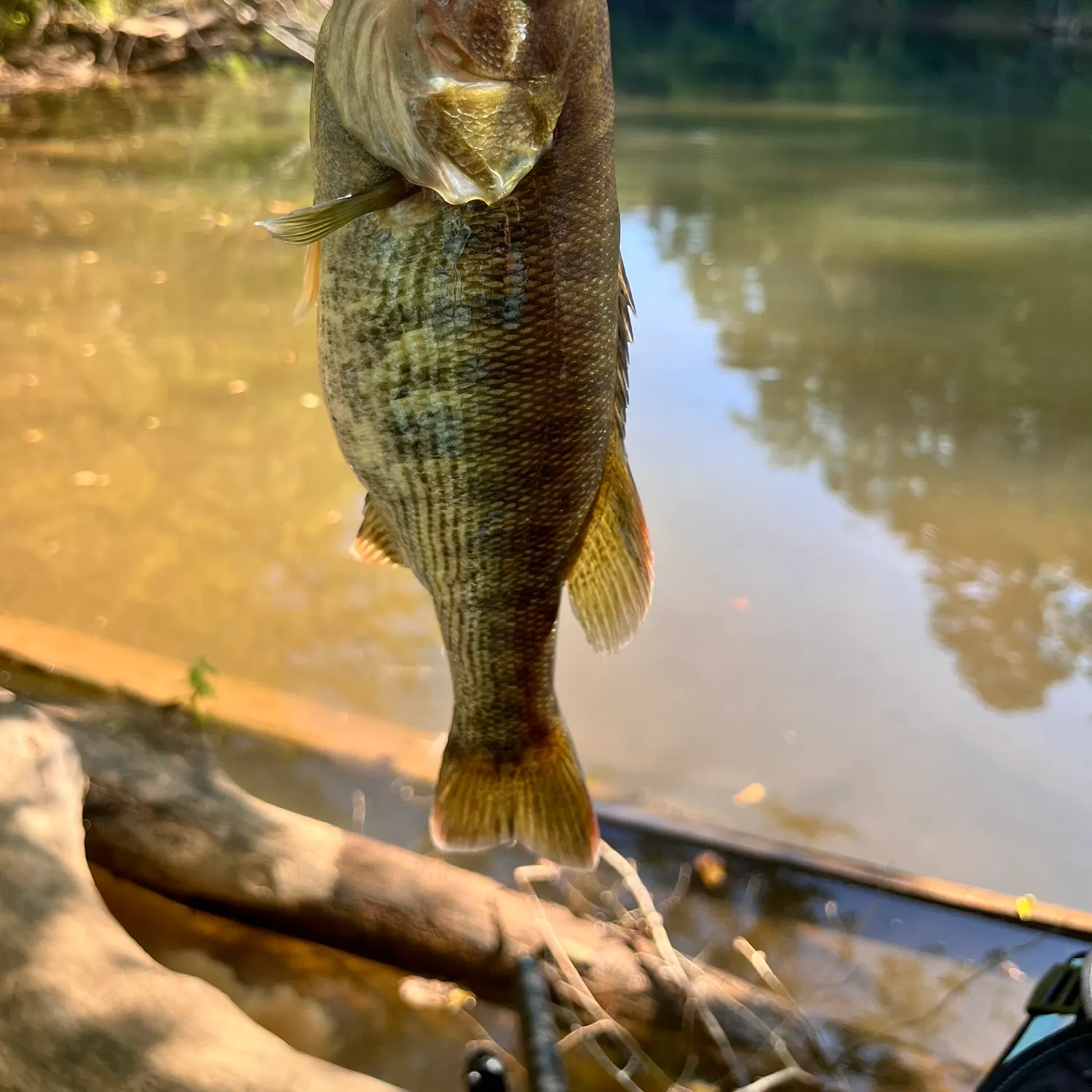 The most recent Redeye bass catches on Fishbrain
