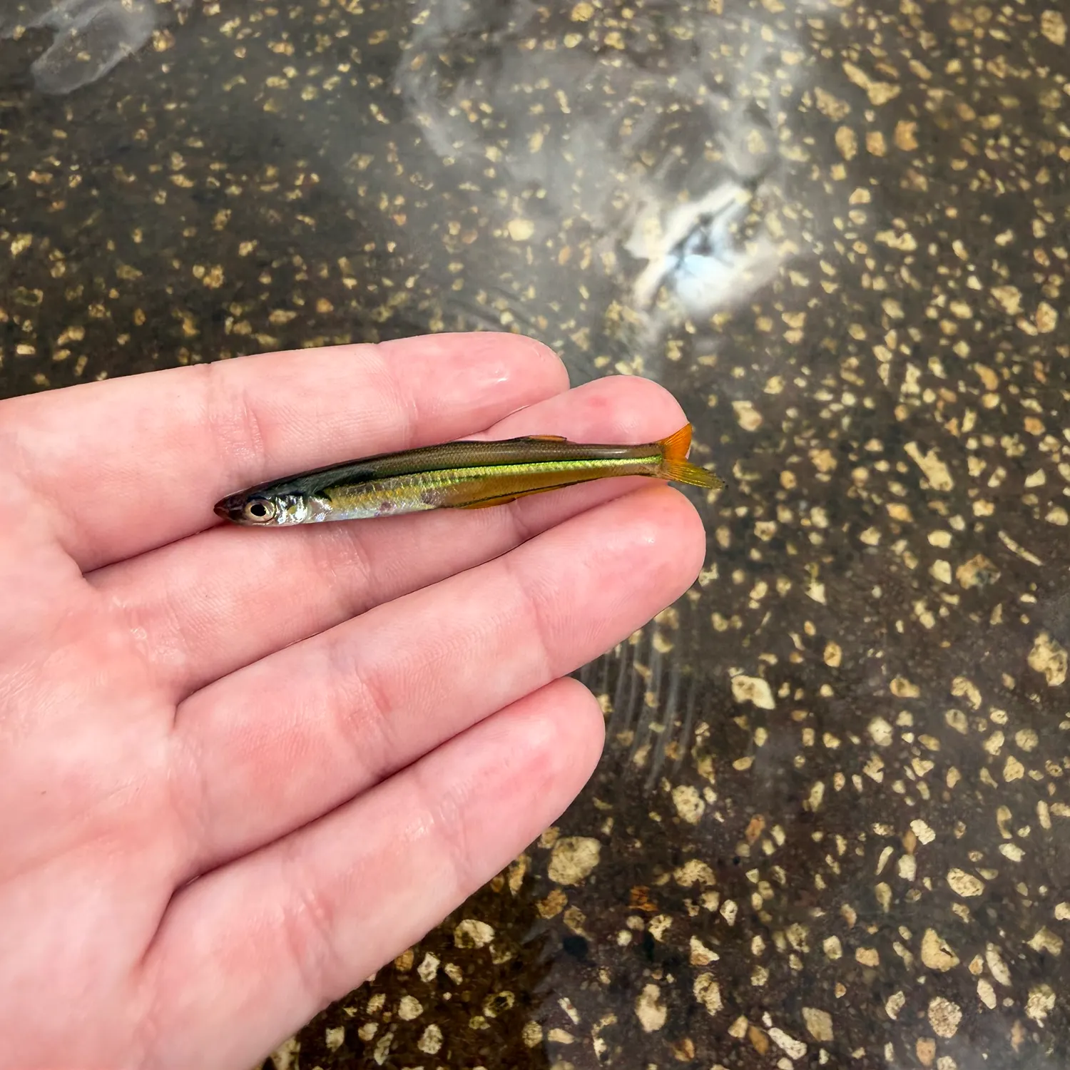 The most recent Golden silverside catches on Fishbrain