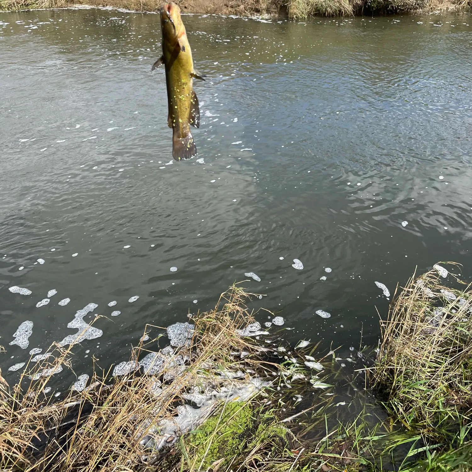Black bullhead caught on Fishbrain