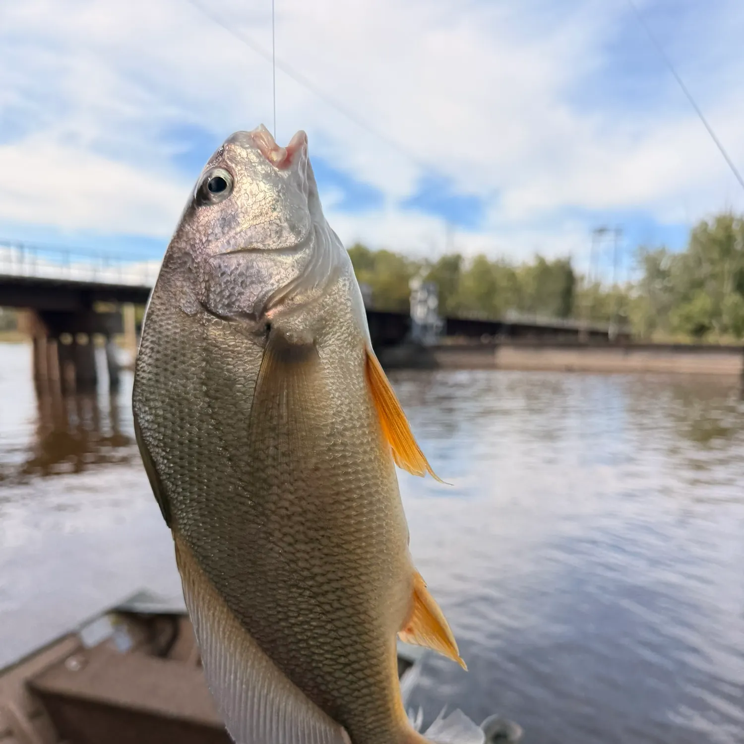 Freshwater drum caught on Fishbrain
