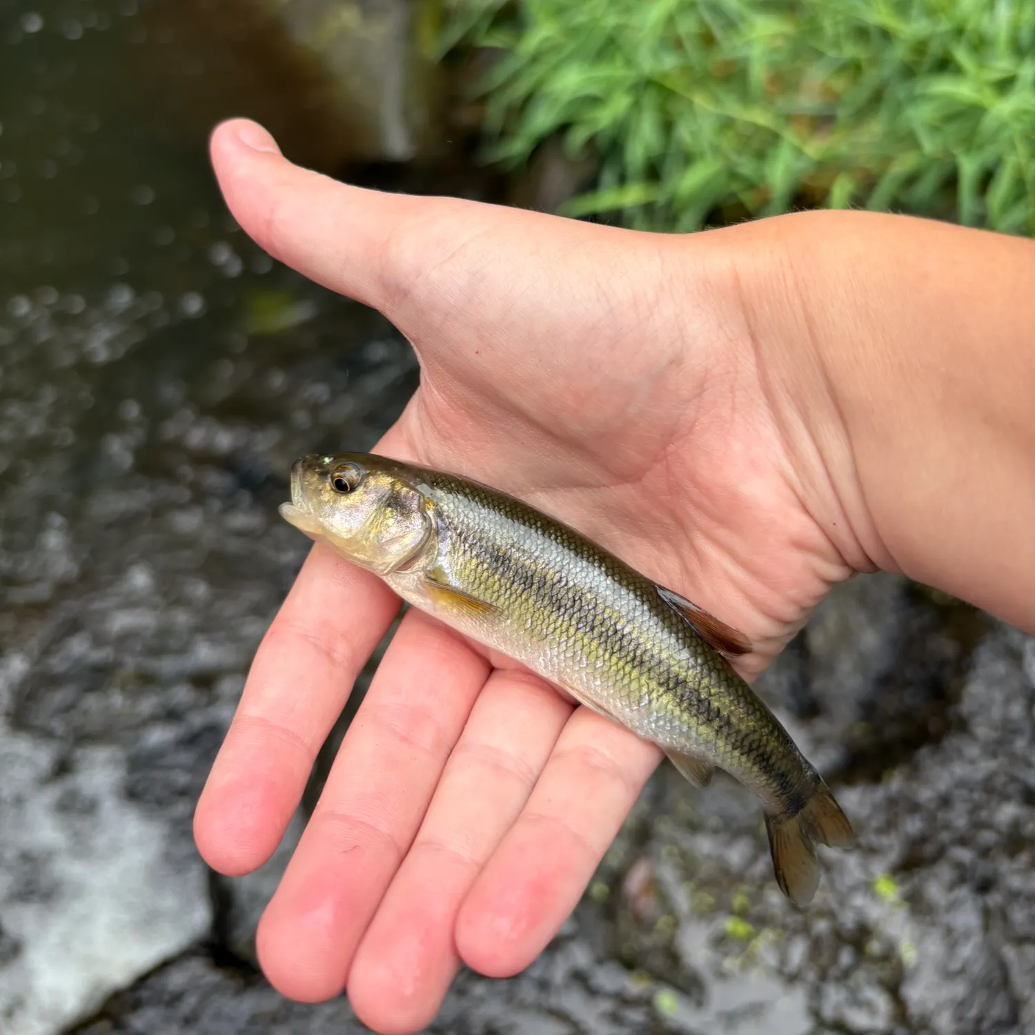 Creek chub caught on Fishbrain