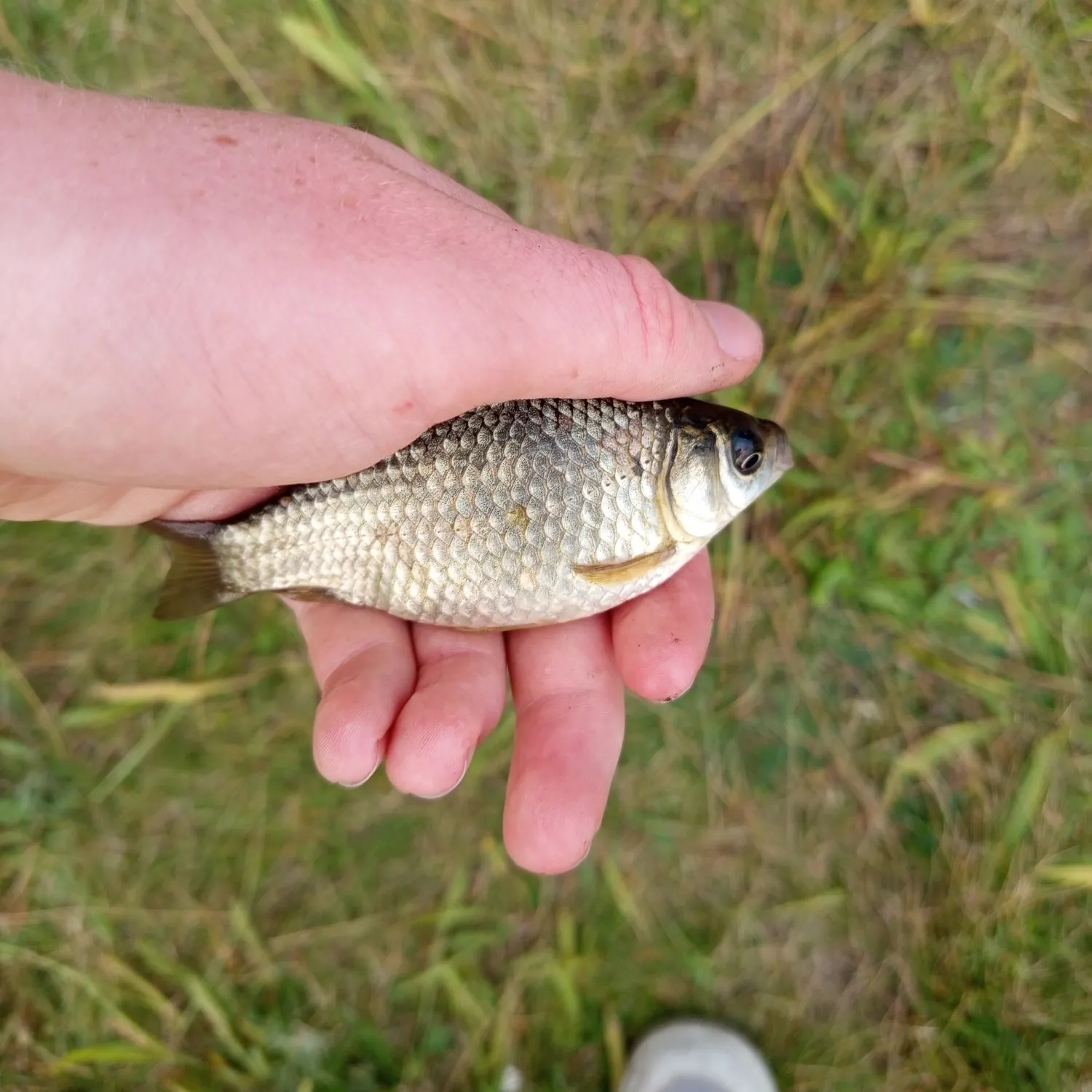Crucian carp caught on Fishbrain