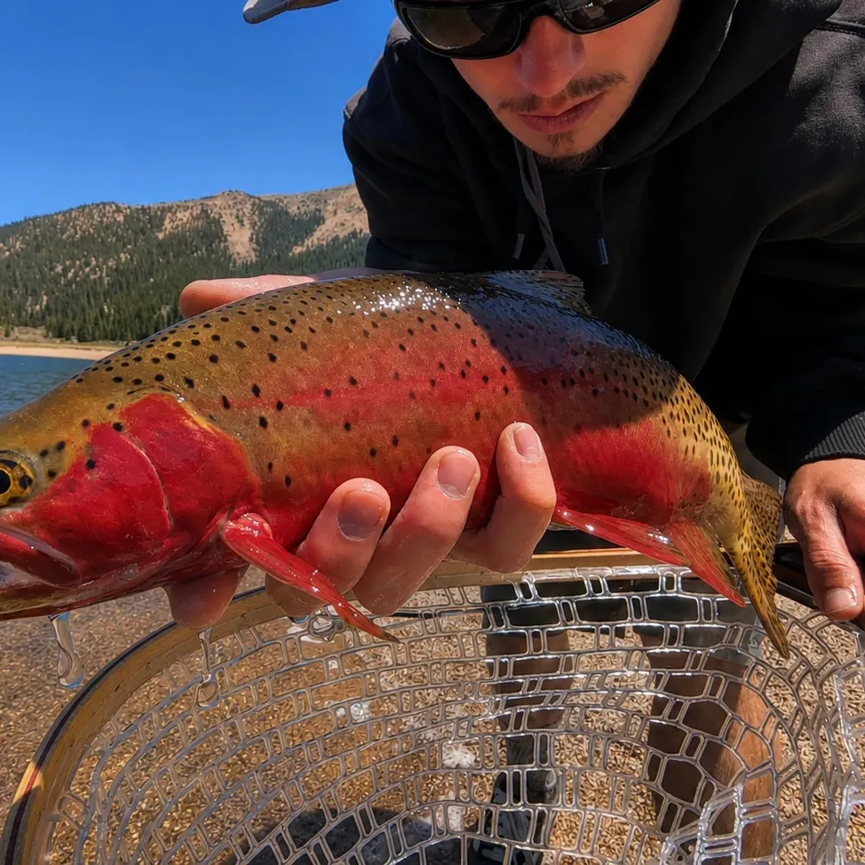 The most recent Greenback cutthroat trout catches on Fishbrain