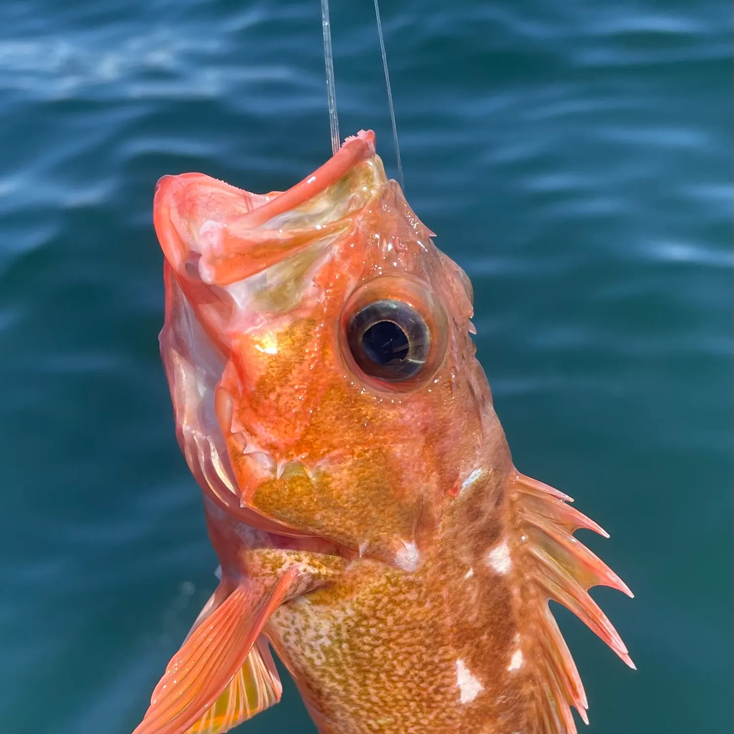 The most recent Starry rockfish catches on Fishbrain