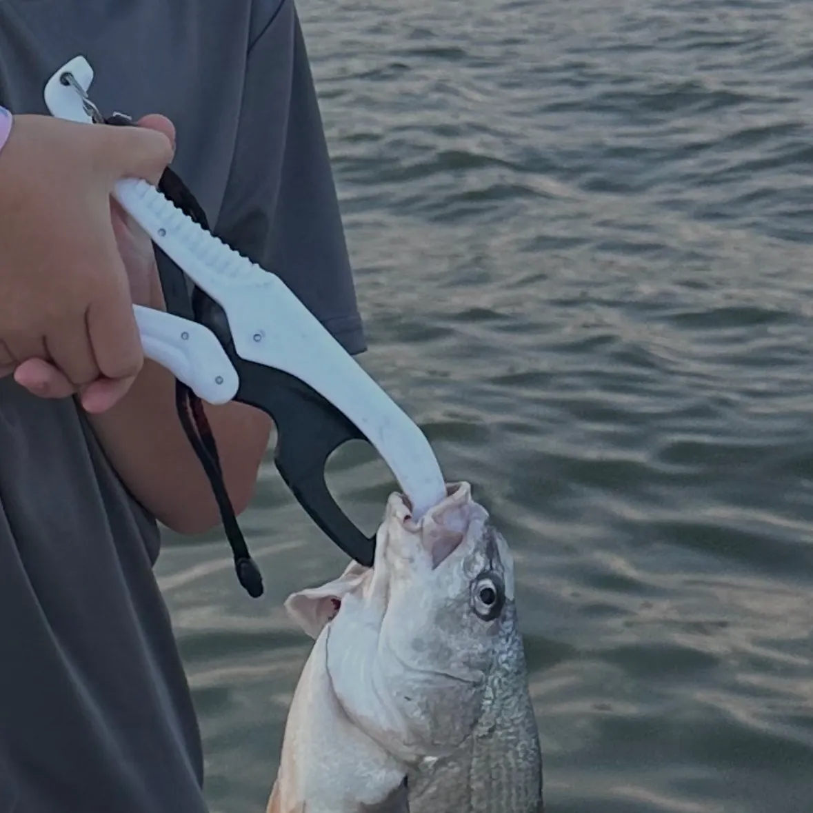 Freshwater drum caught on Fishbrain