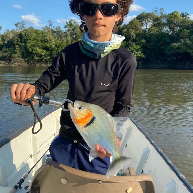 The most recent Red-bellied piranha catches on Fishbrain
