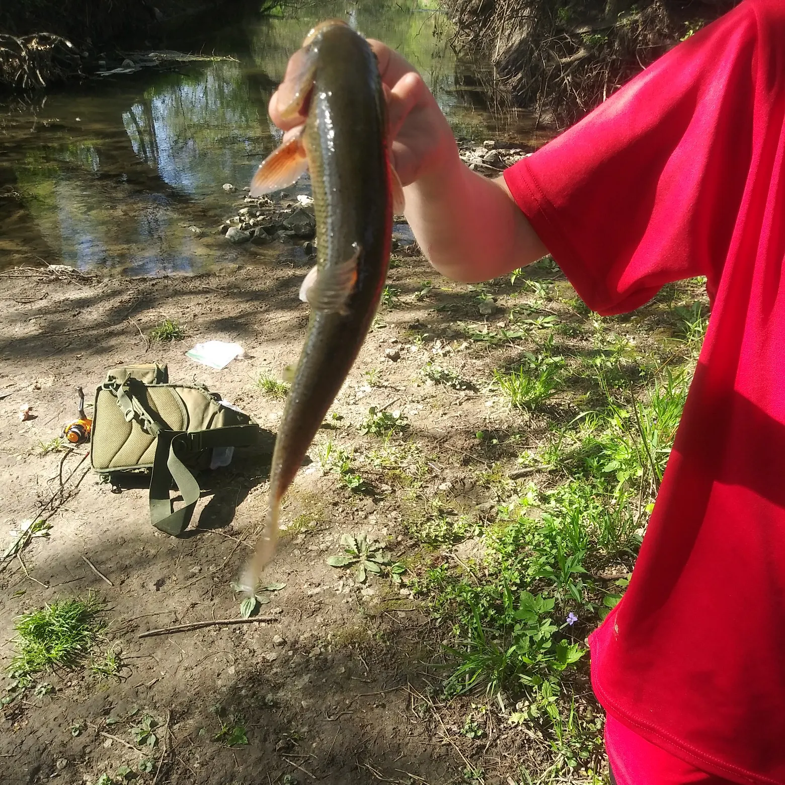 Creek chub caught on Fishbrain