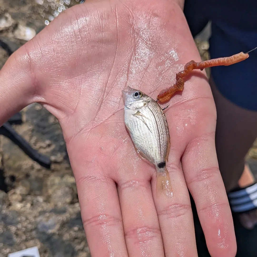White seabream caught on Fishbrain