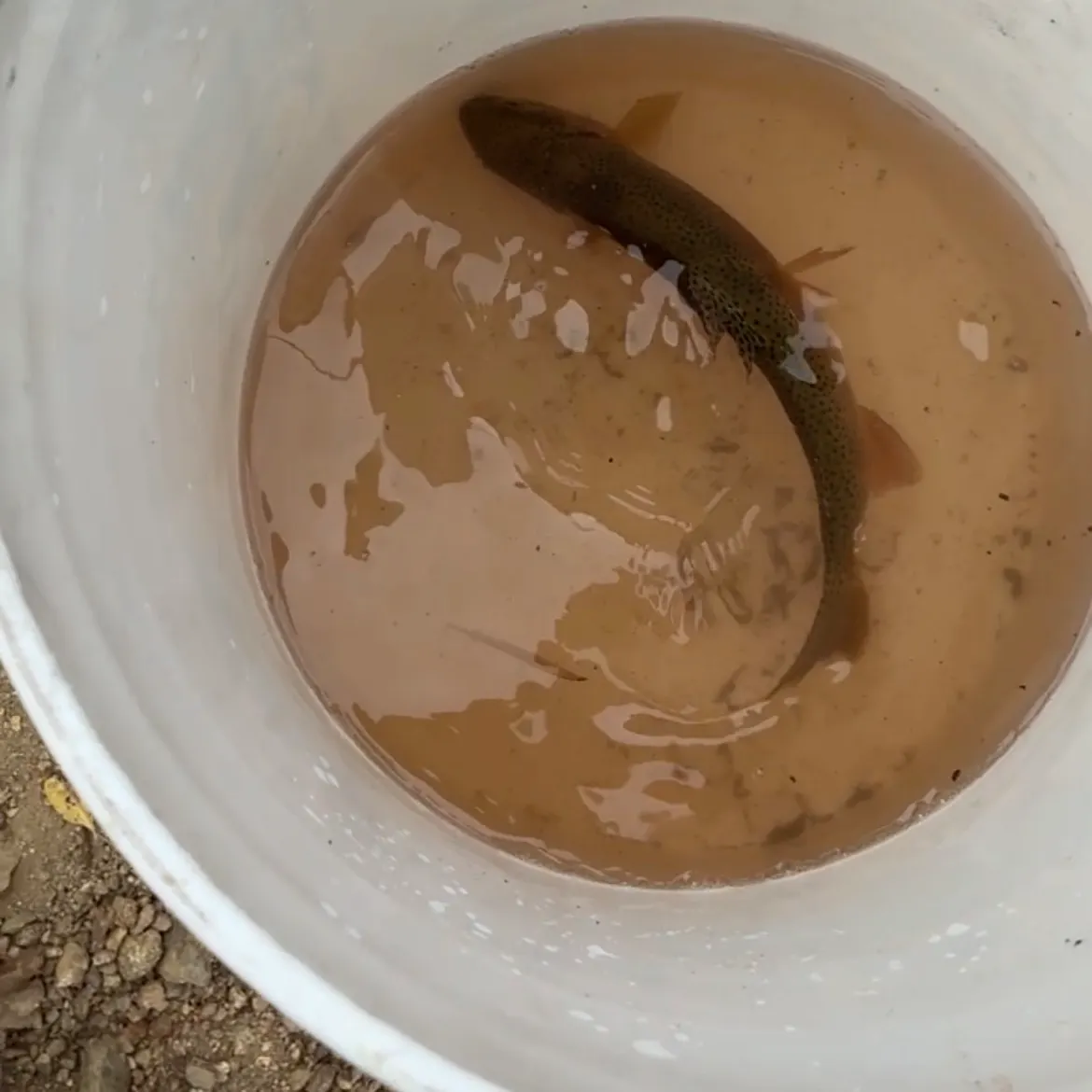 Rainbow trout caught on Fishbrain