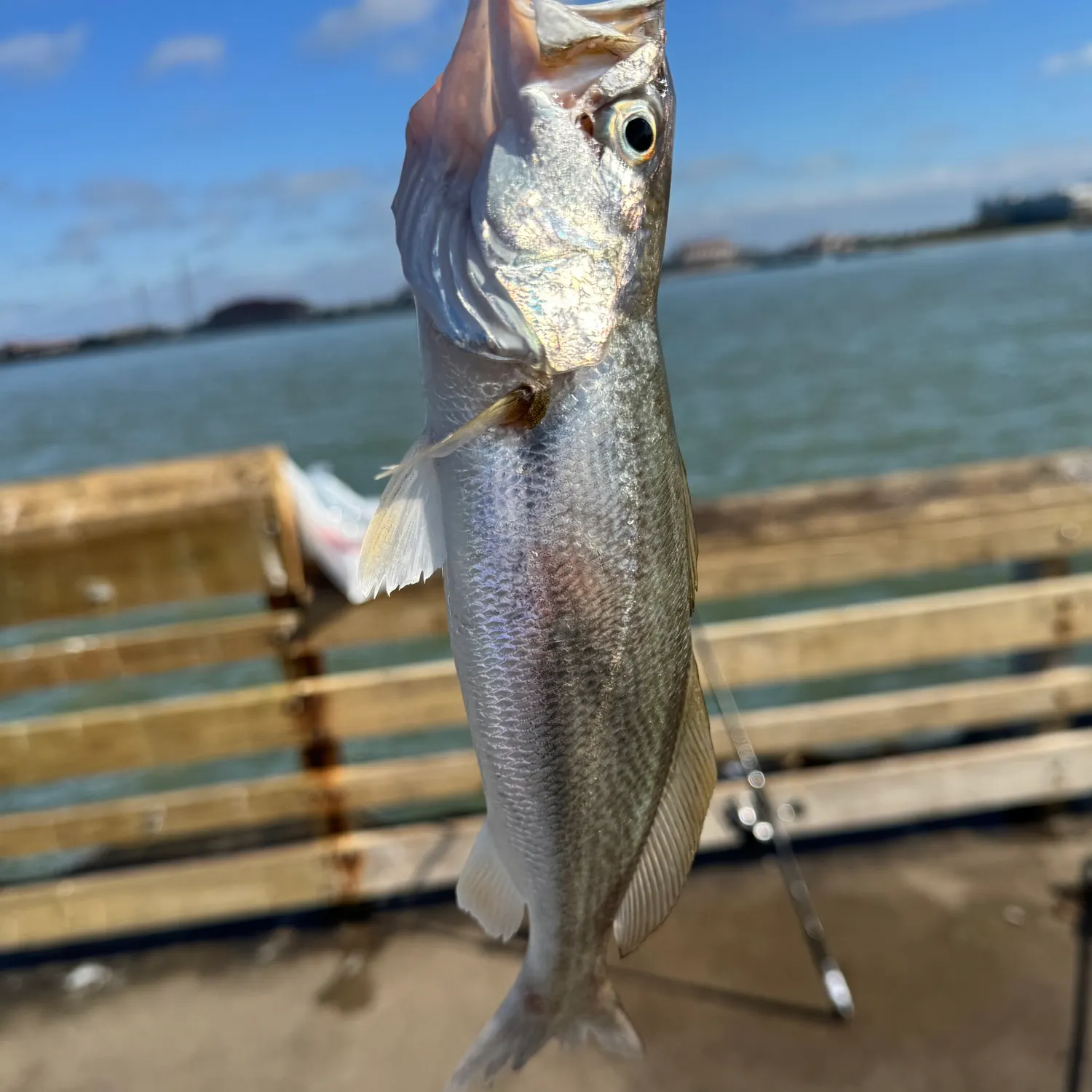 The most recent Gulf kingcroaker catches on Fishbrain