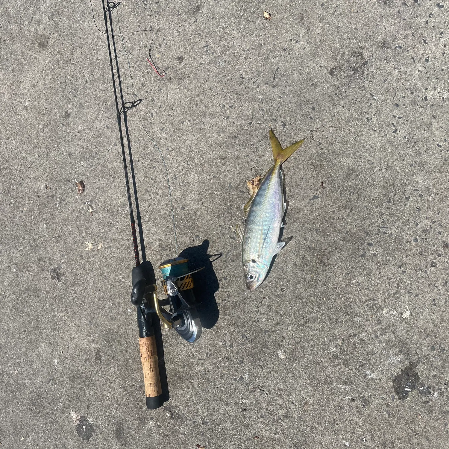 The most recent Yellowtail scad catches on Fishbrain