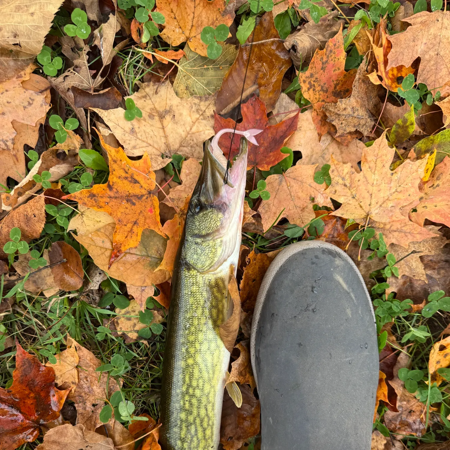 Grass pickerel caught on Fishbrain