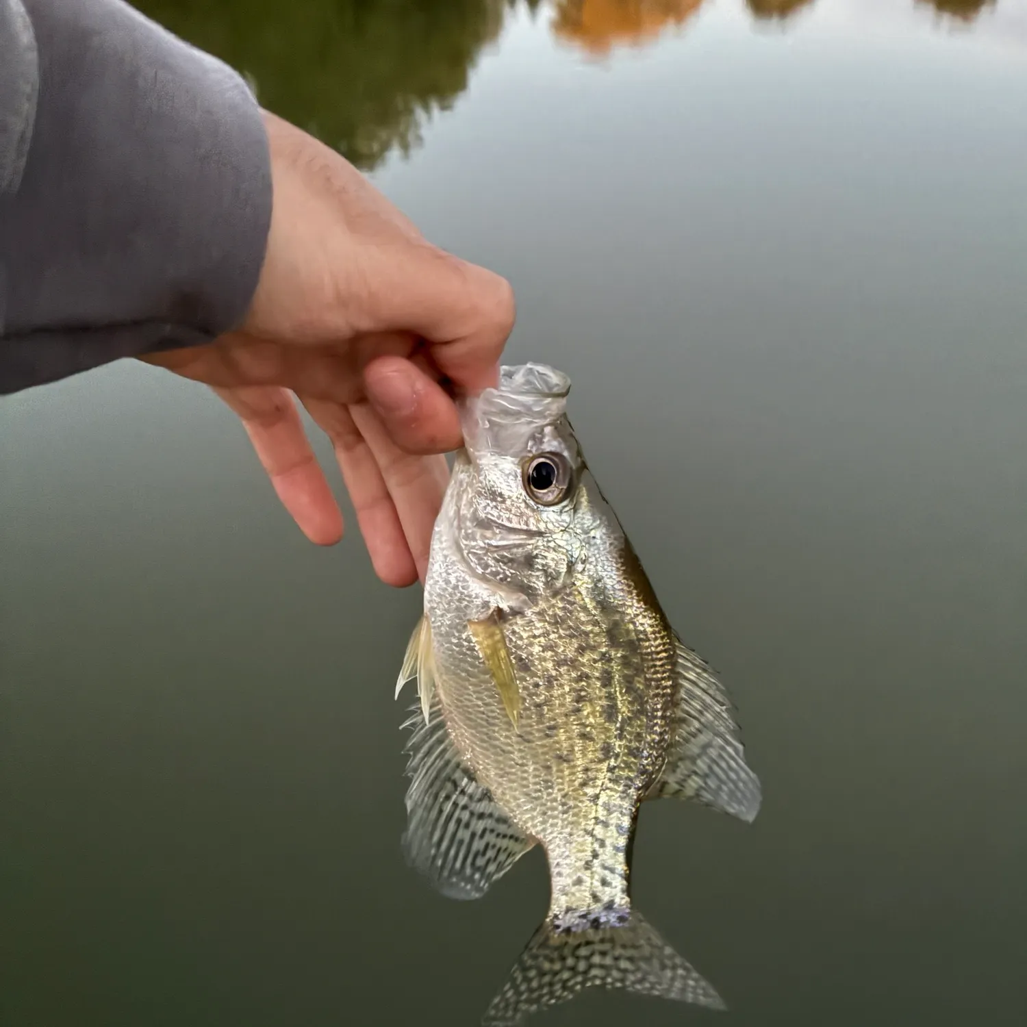 Black crappie caught on Fishbrain