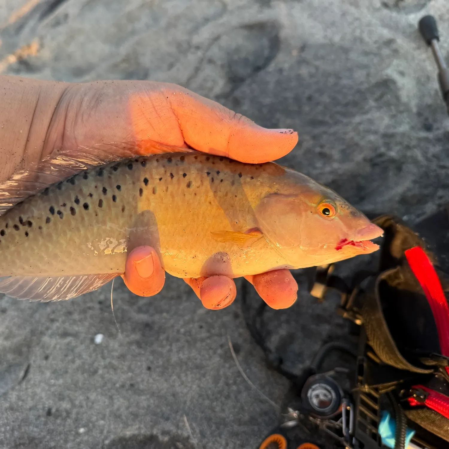 The most recent Rainbow slender wrasse catches on Fishbrain