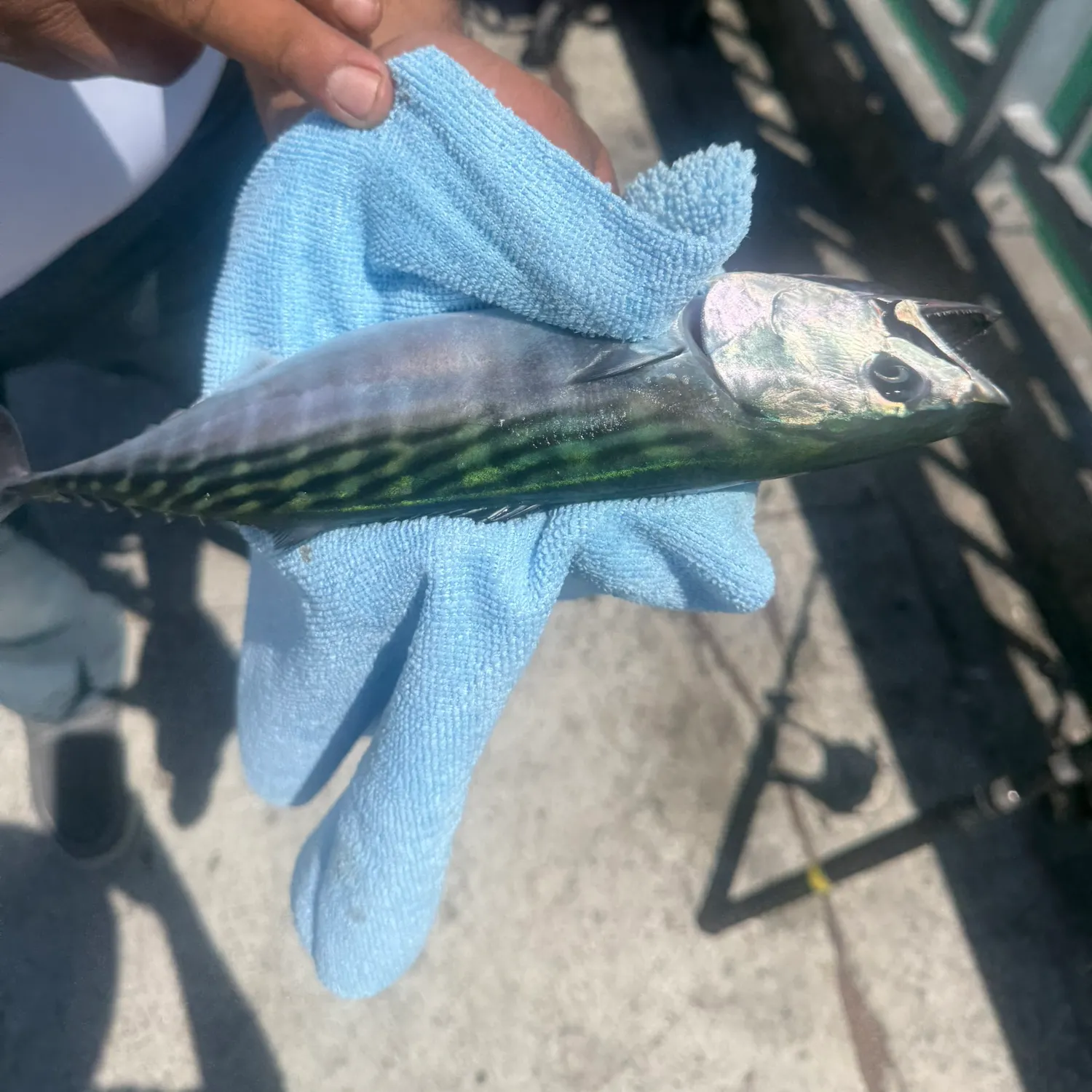 Eastern Pacific bonito caught on Fishbrain