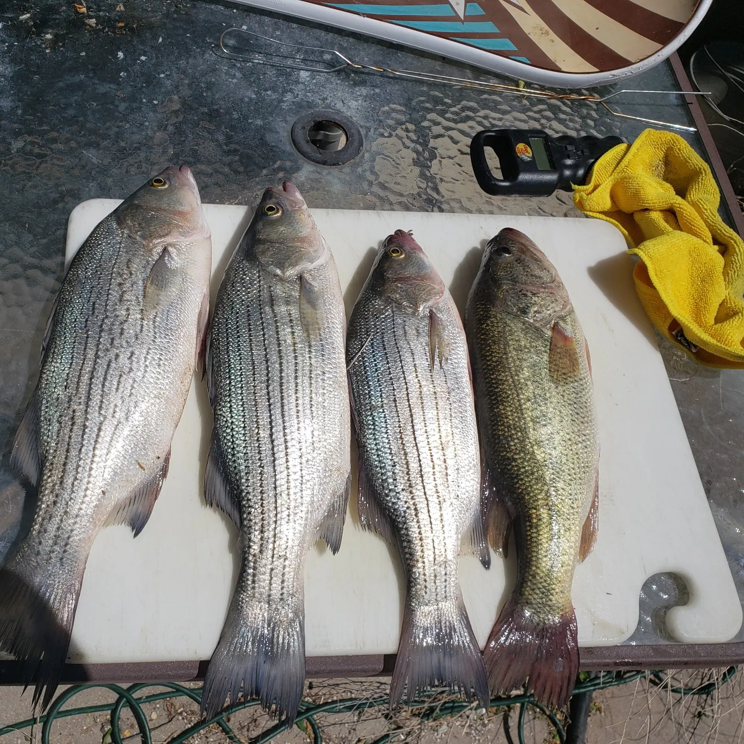 recently logged catches