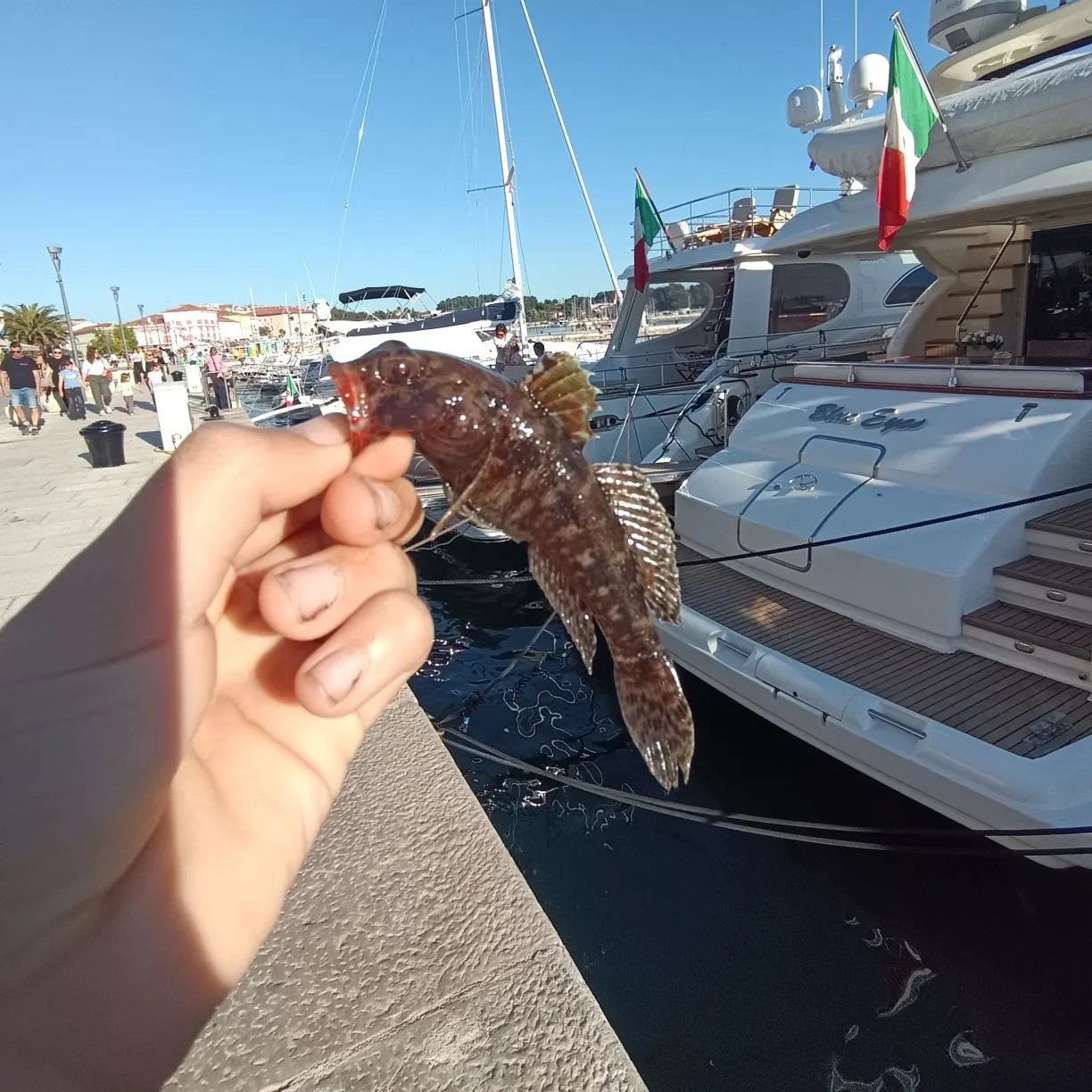 The most recent Rock goby catches on Fishbrain