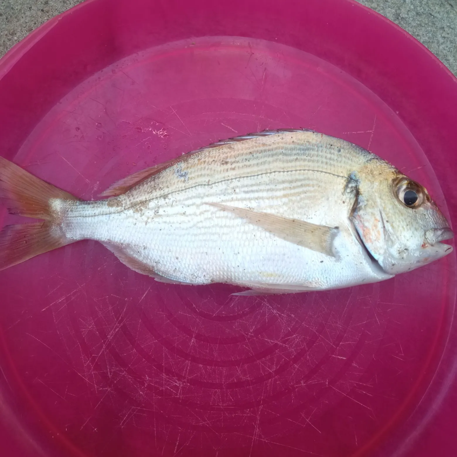 Gilthead seabream caught on Fishbrain