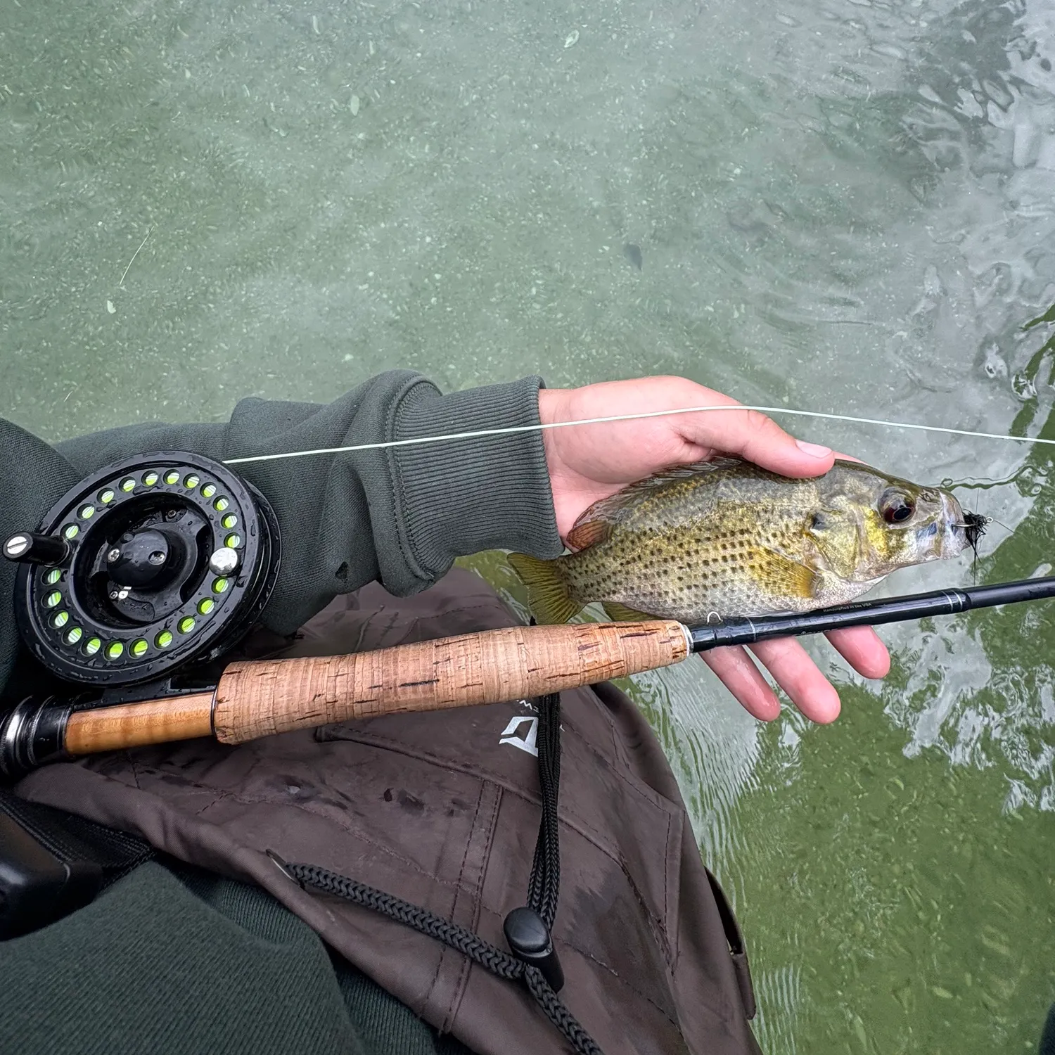 Rock bass caught on Fishbrain