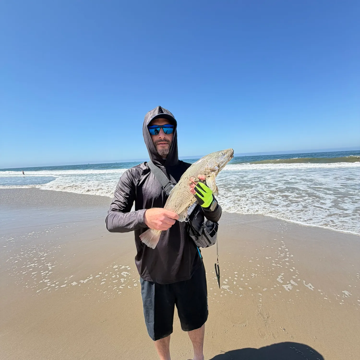 The most recent California corbina catches on Fishbrain