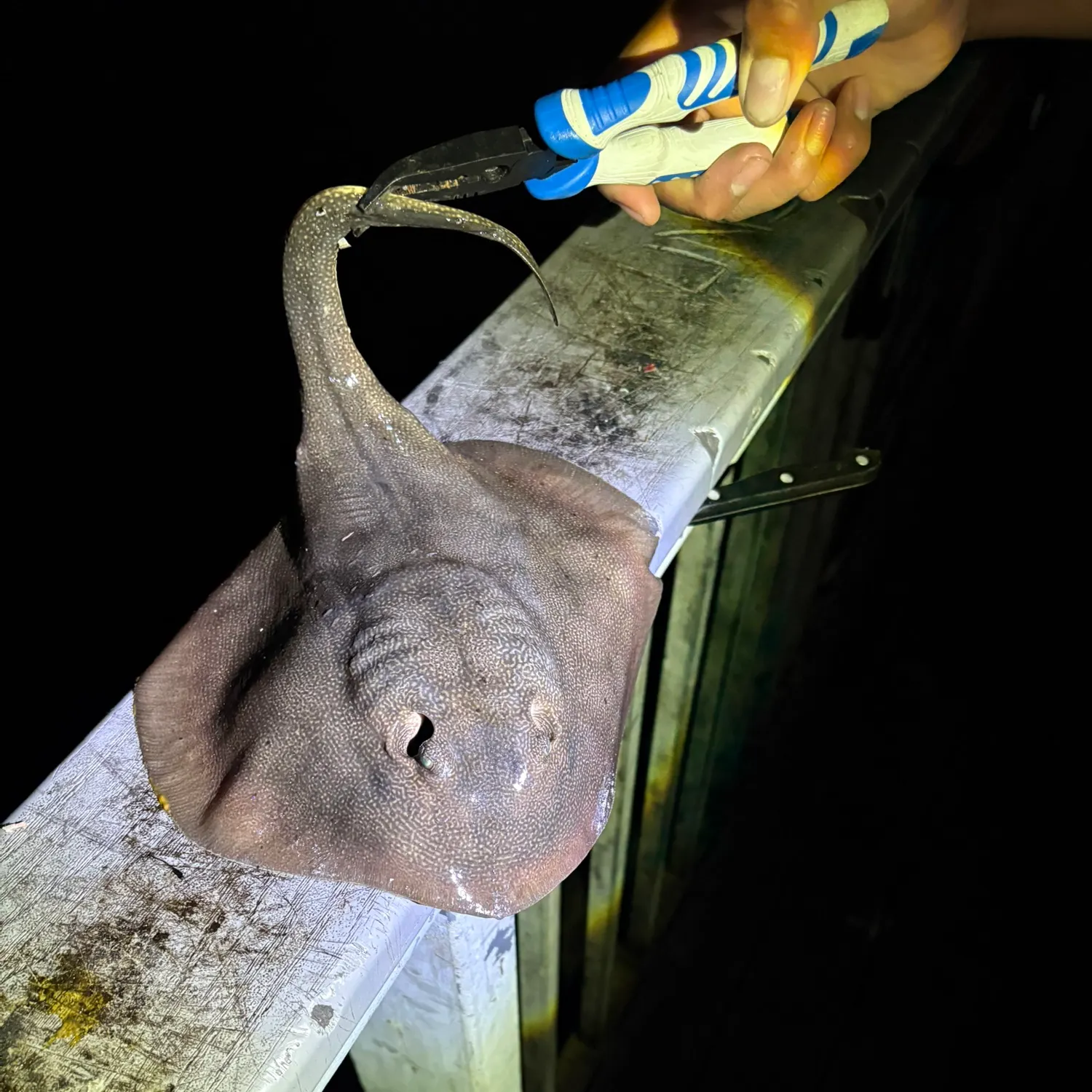 Haller's round ray caught on Fishbrain