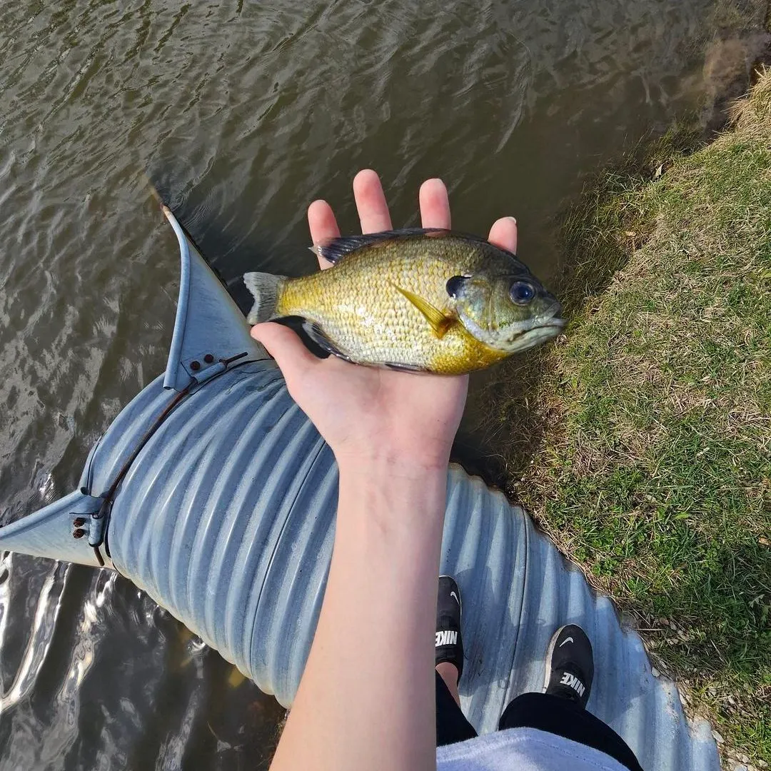 Bluegill caught on Fishbrain