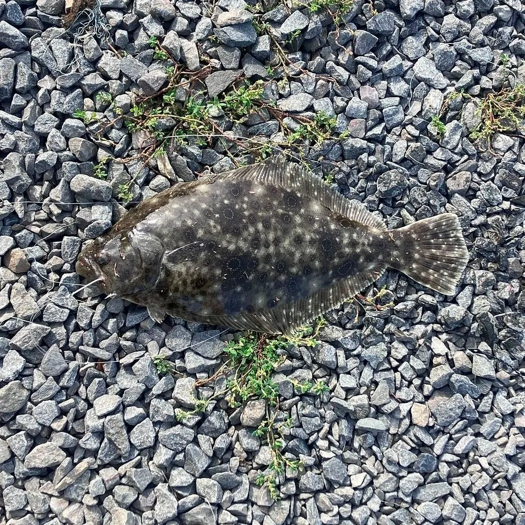 Summer flounder caught on Fishbrain