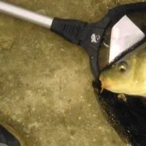 Common carp caught on Fishbrain