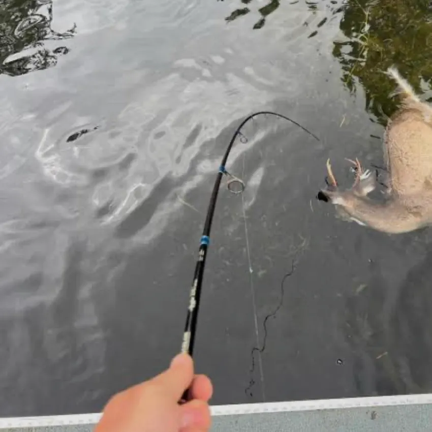 The most recent Windowpane flounder catches on Fishbrain