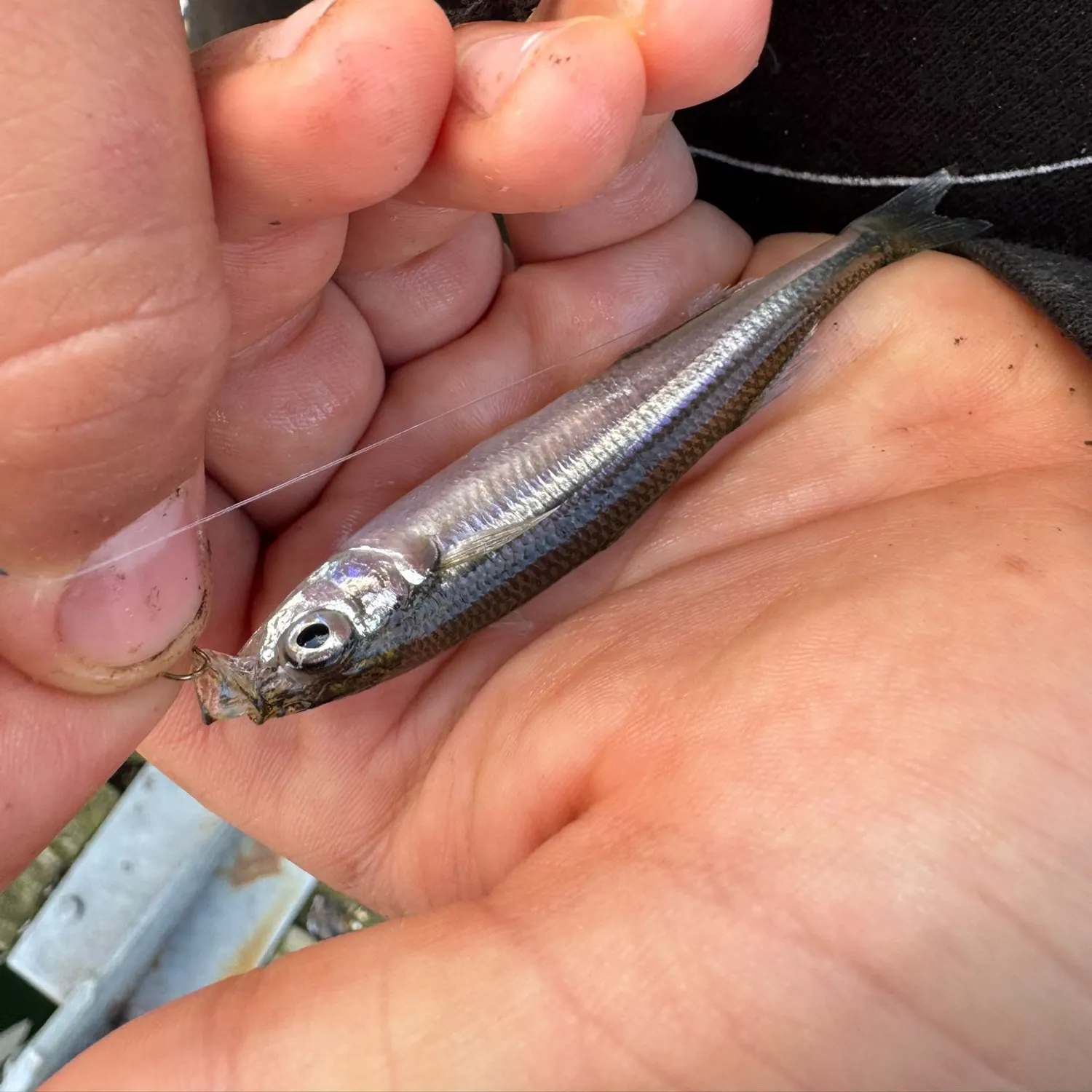 The most recent Sand smelt catches on Fishbrain