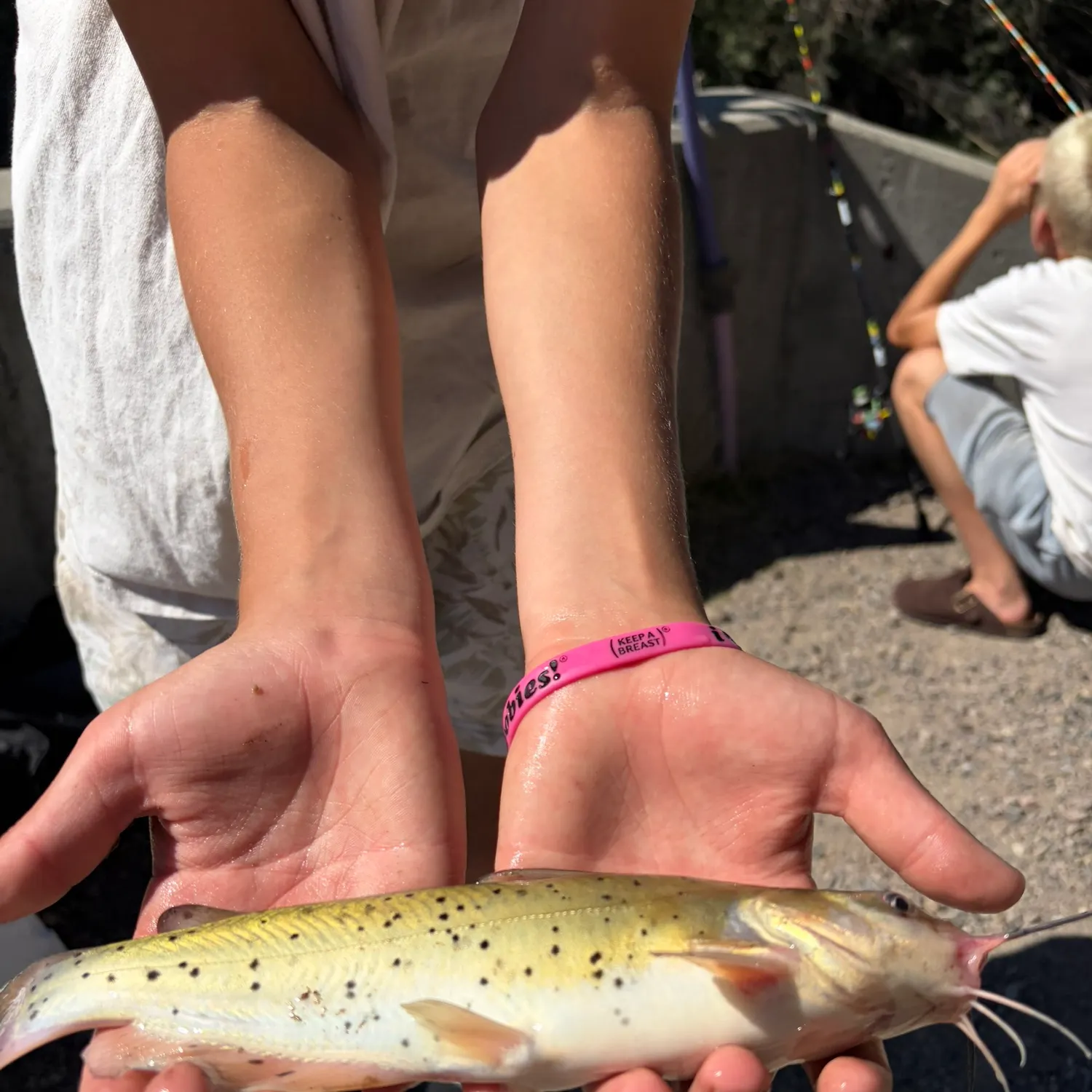 The most recent Spotted sea catfish catches on Fishbrain