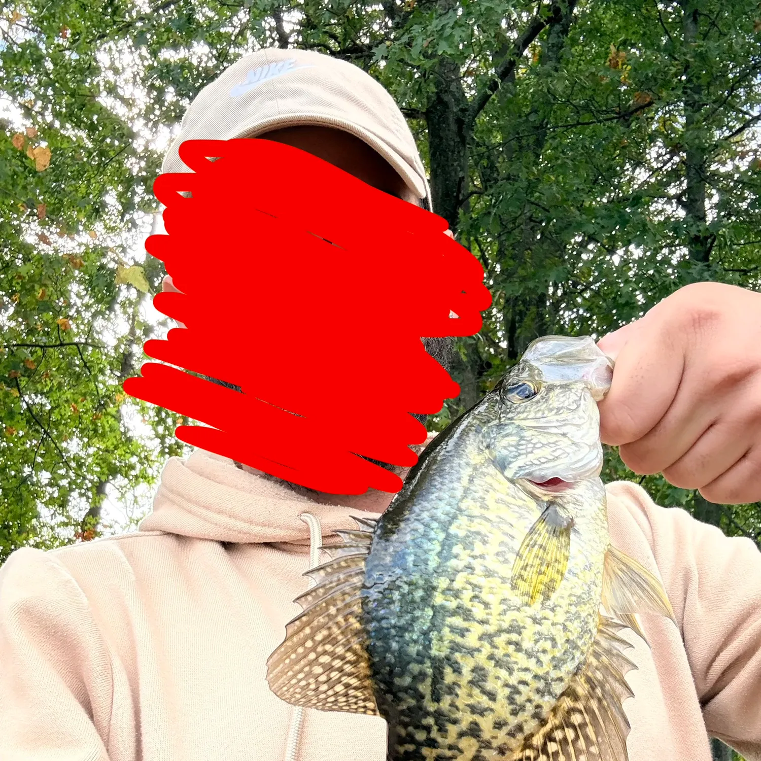 Black crappie caught on Fishbrain