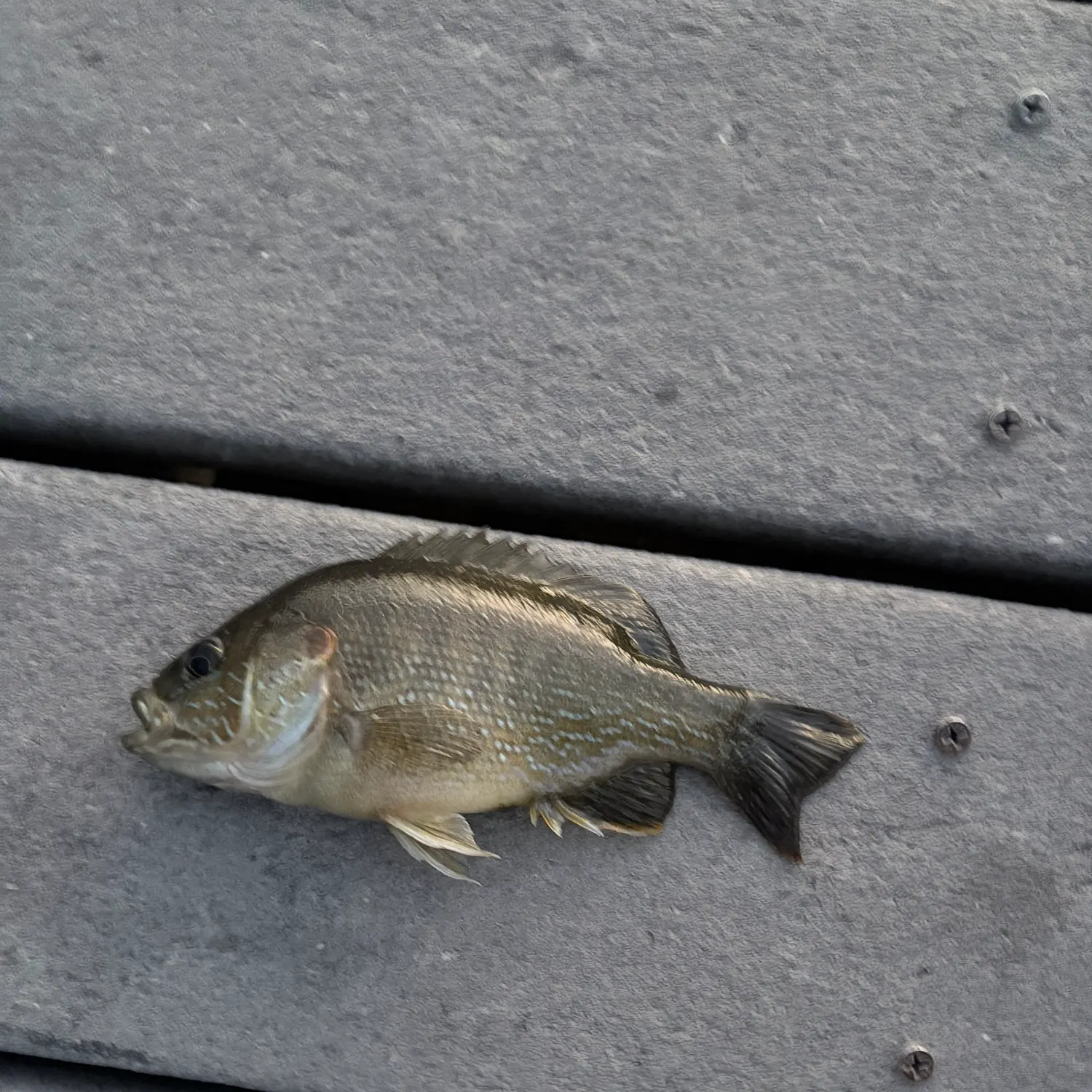 The most recent Green sunfish catches on Fishbrain
