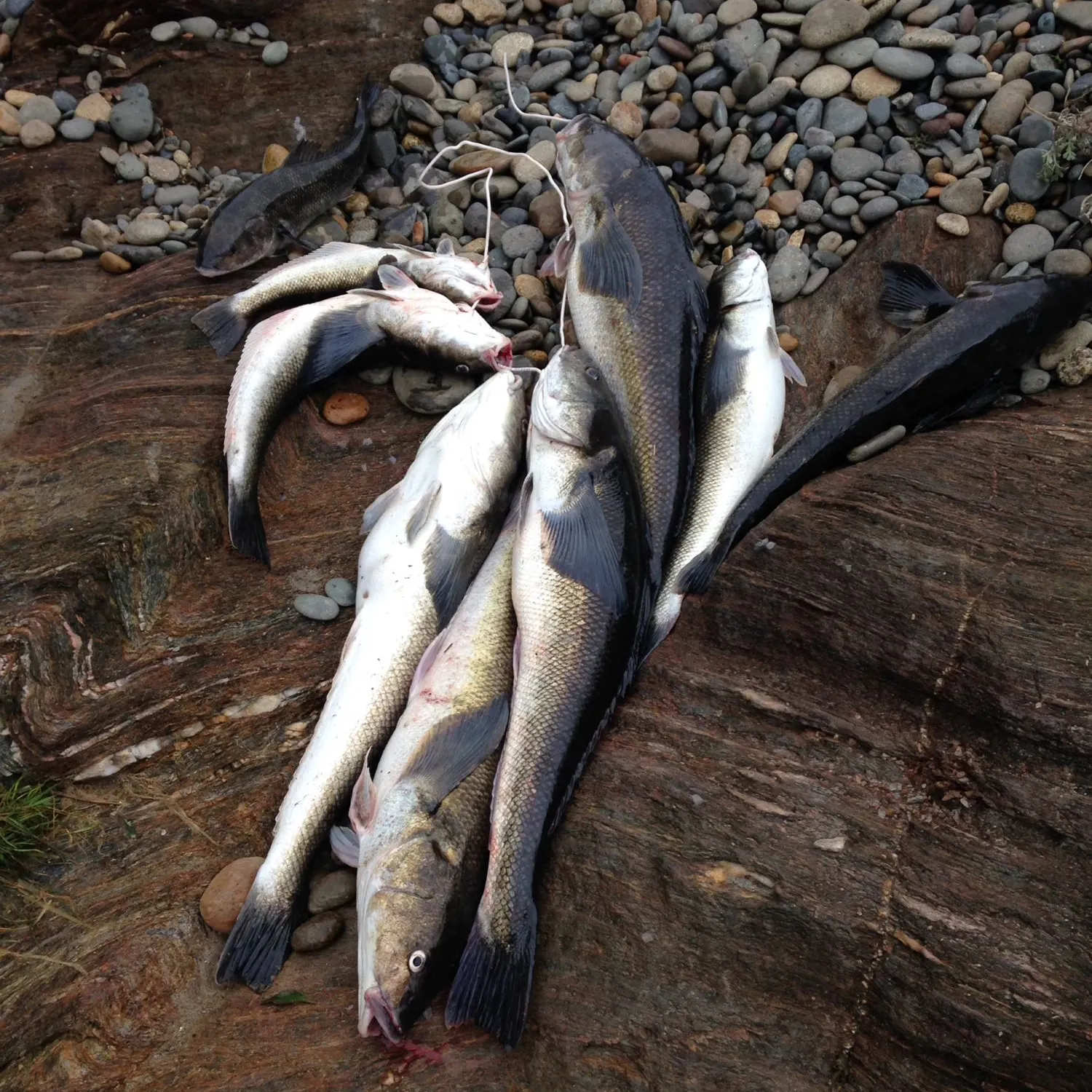 recently logged catches