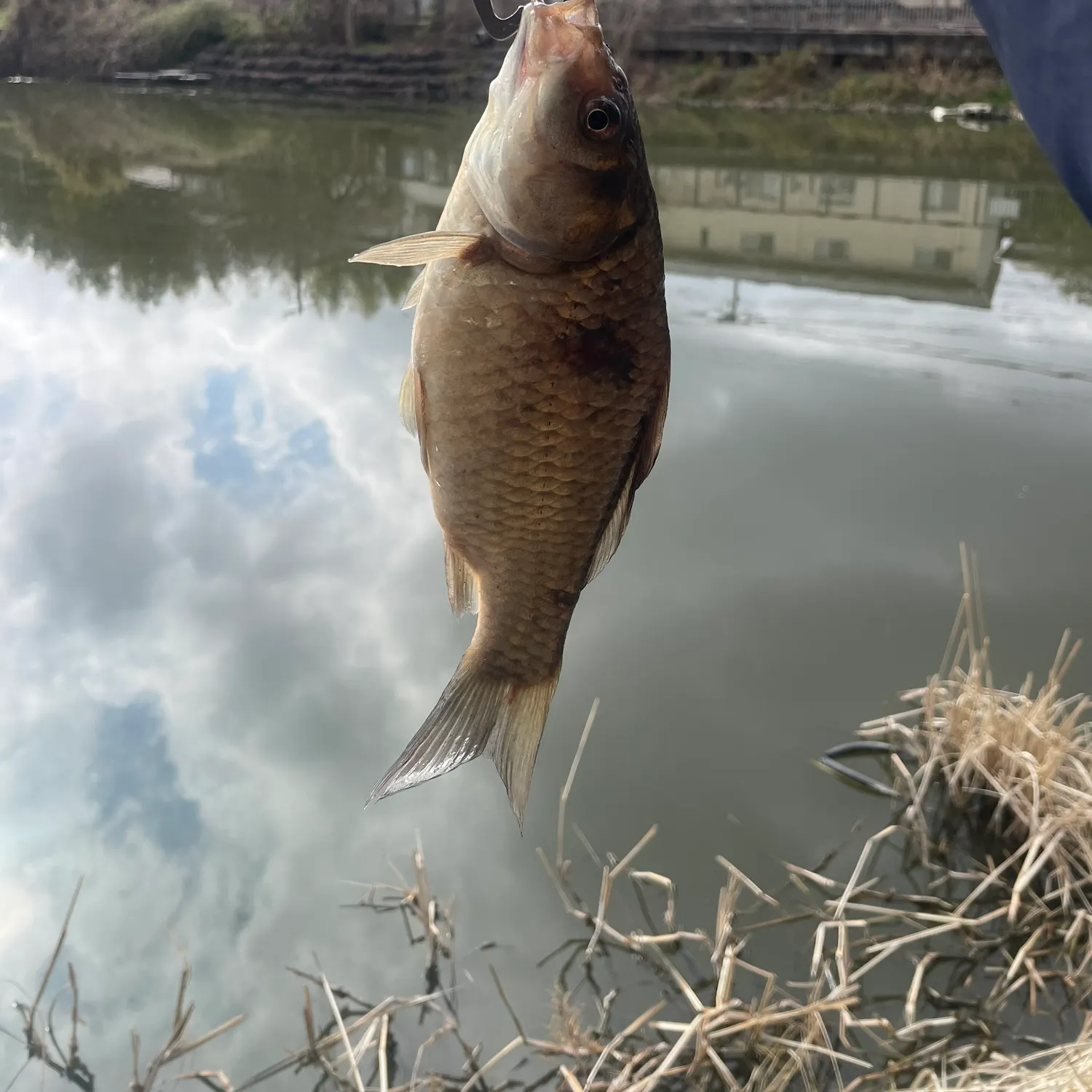 The most recent Japanese white crucian carp catches on Fishbrain