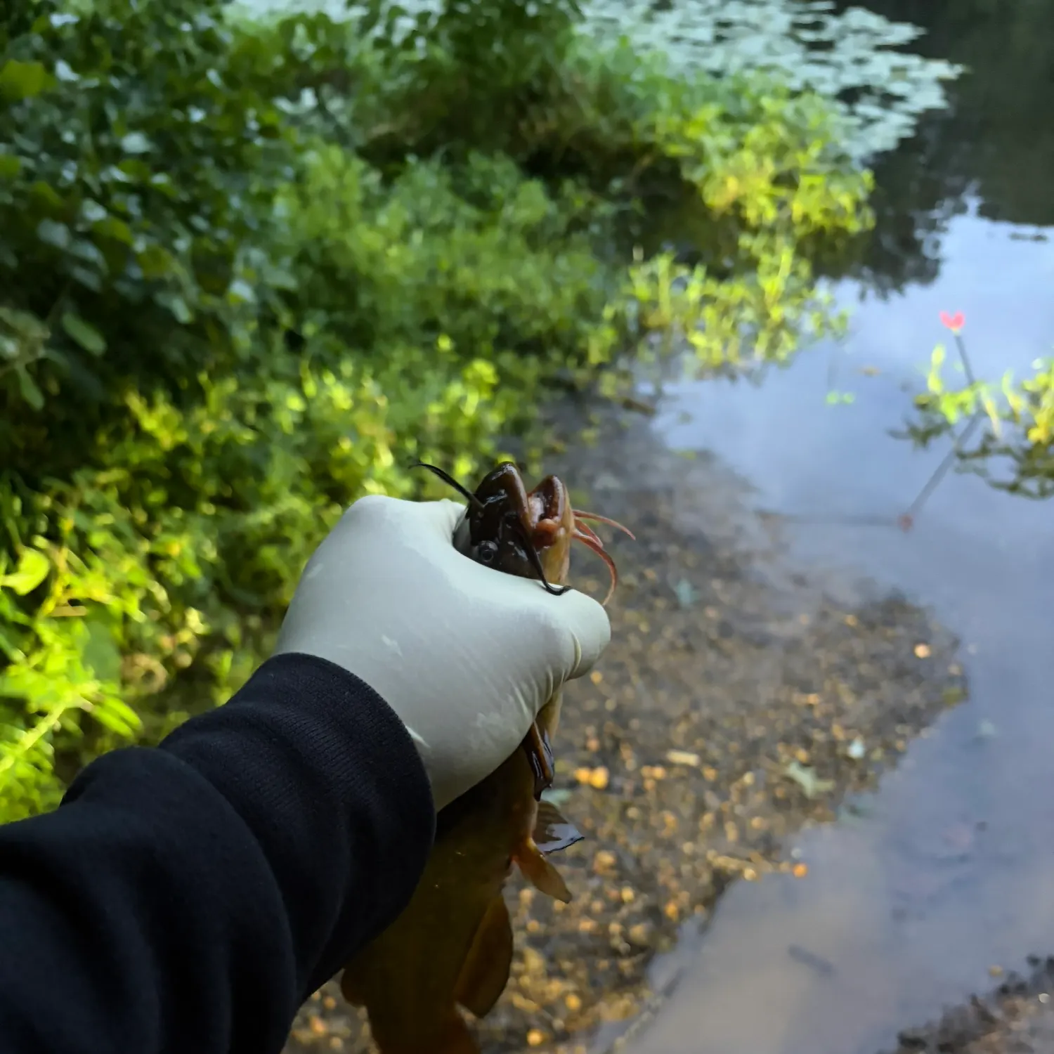Black bullhead caught on Fishbrain