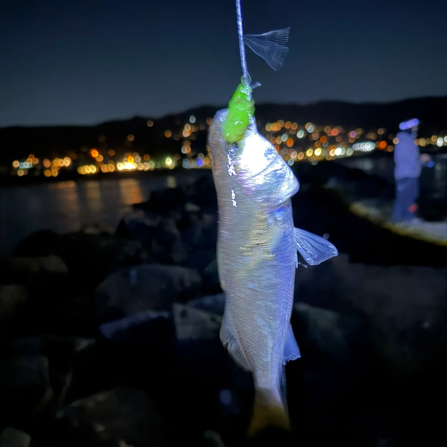 Yellowfin croaker caught on Fishbrain