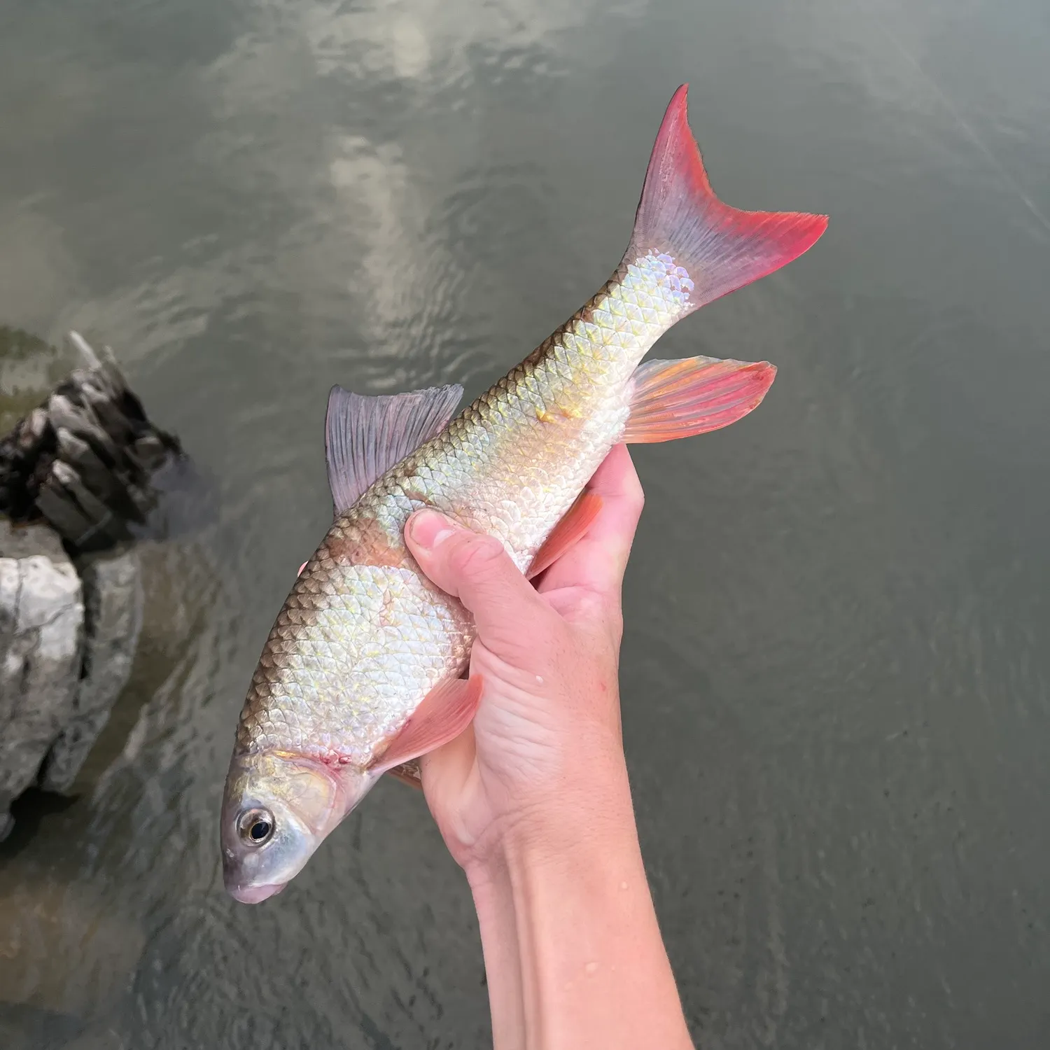 Shorthead redhorse caught on Fishbrain