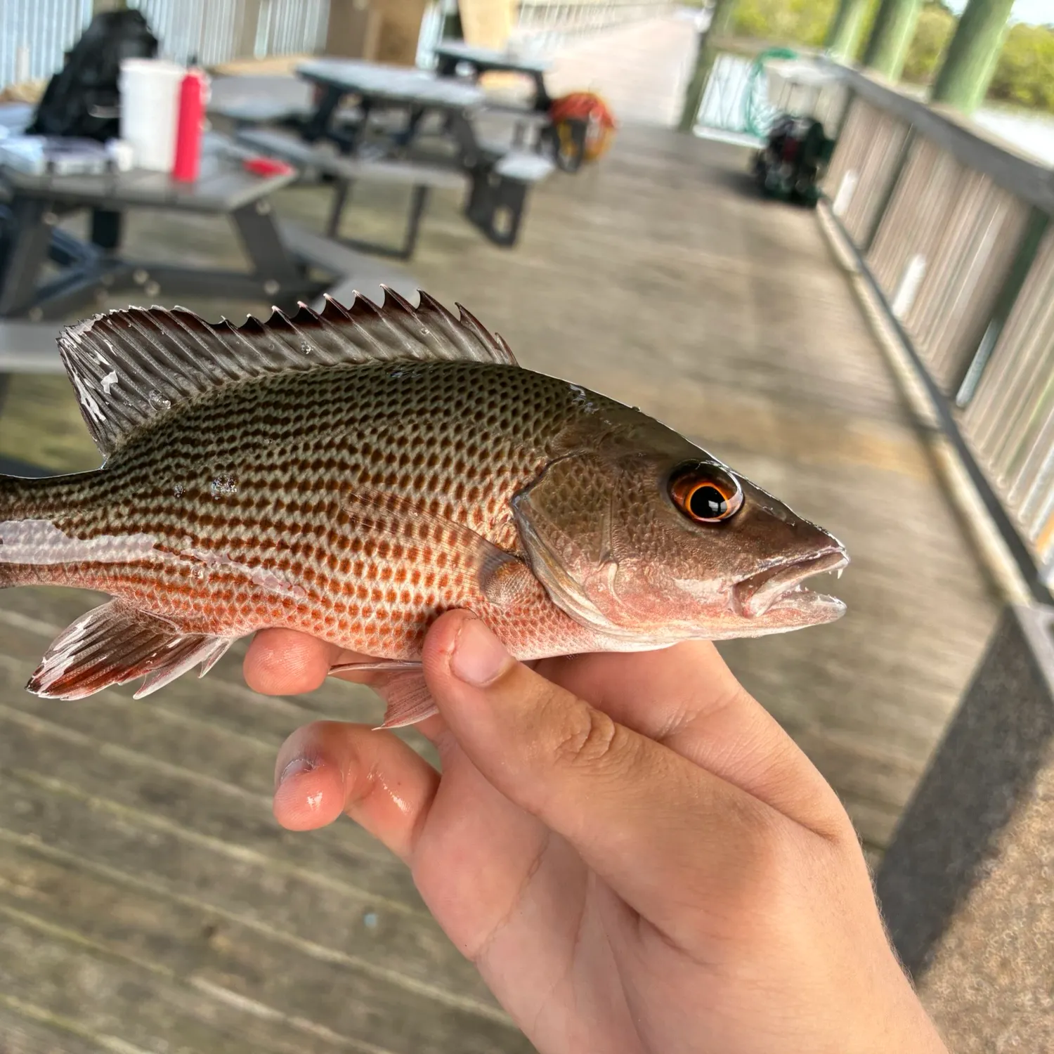 Mangrove snapper caught on Fishbrain