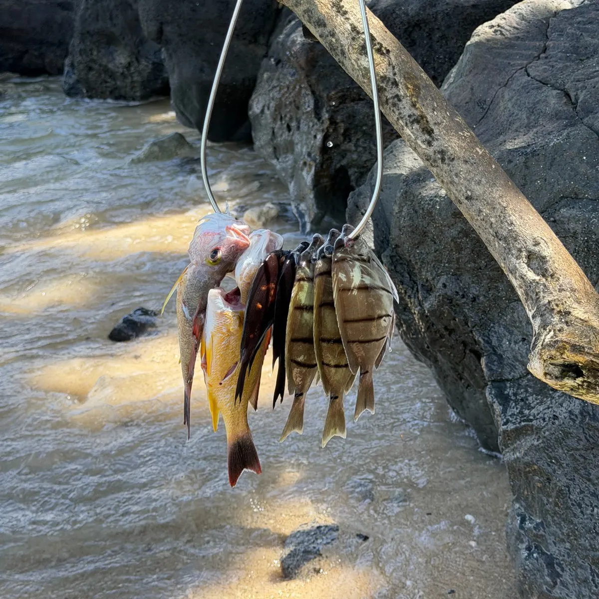Blacktail snapper caught on Fishbrain