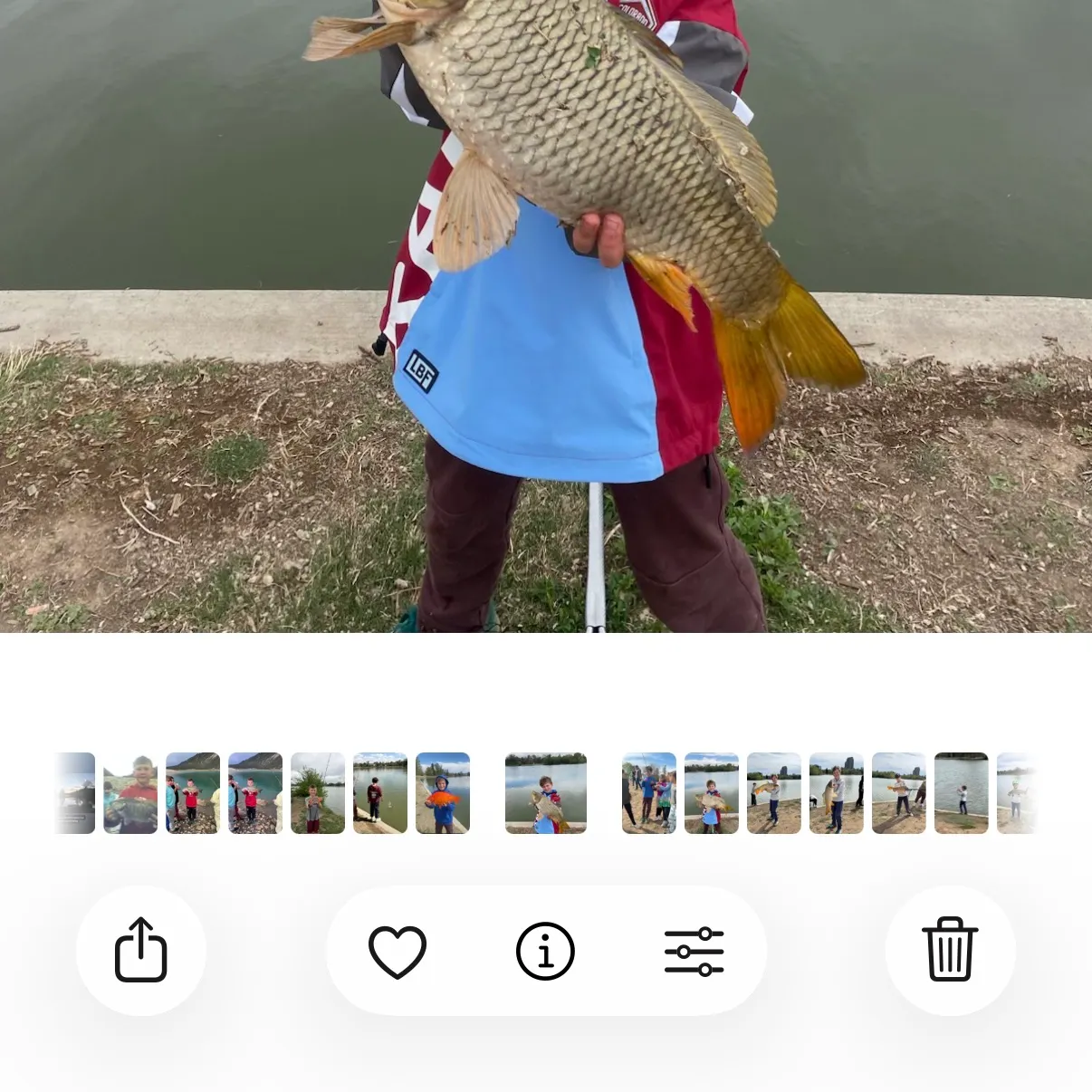 Common carp caught on Fishbrain