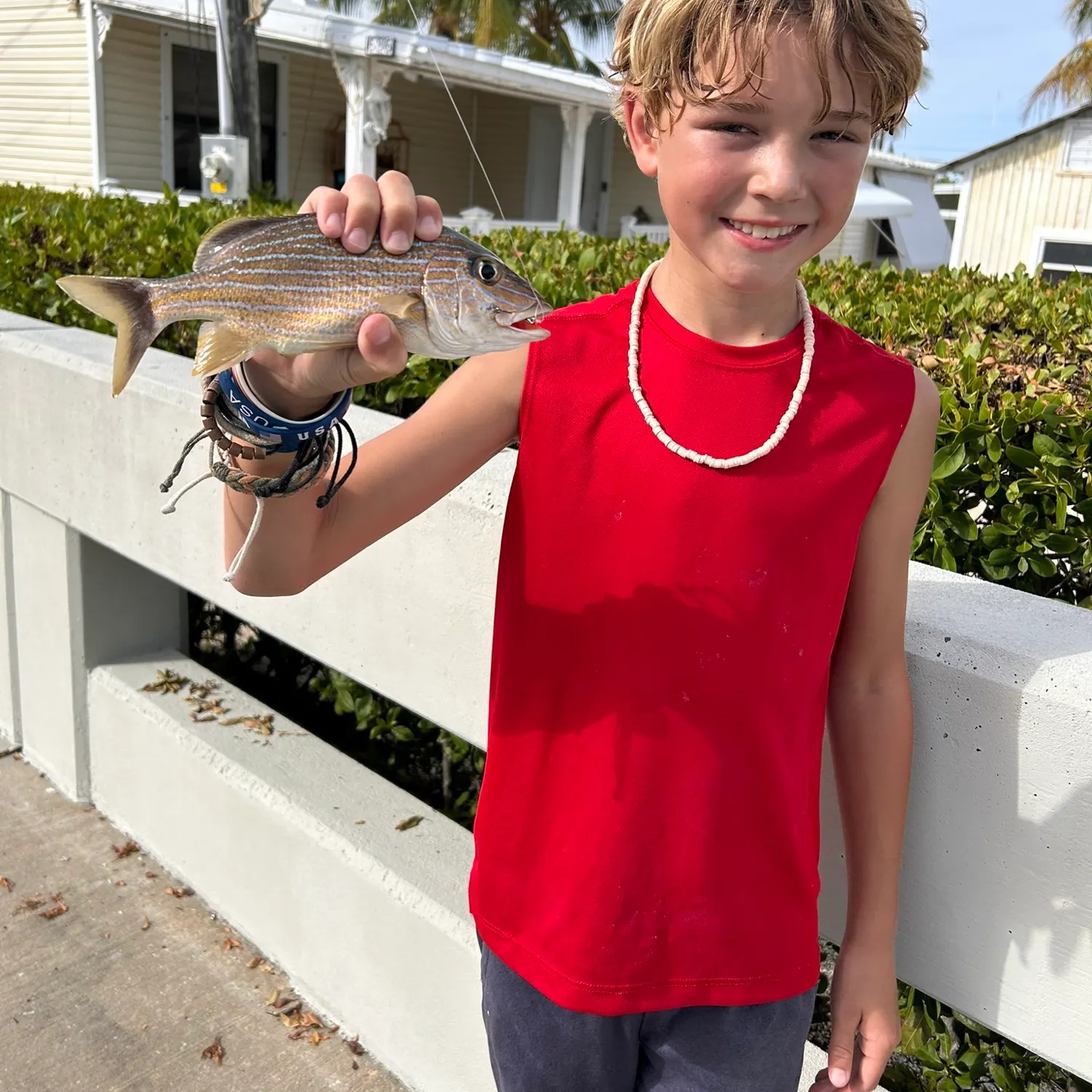 Bluestriped grunt caught on Fishbrain