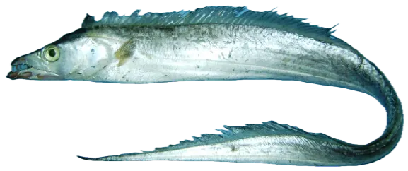 Atlantic cutlassfish