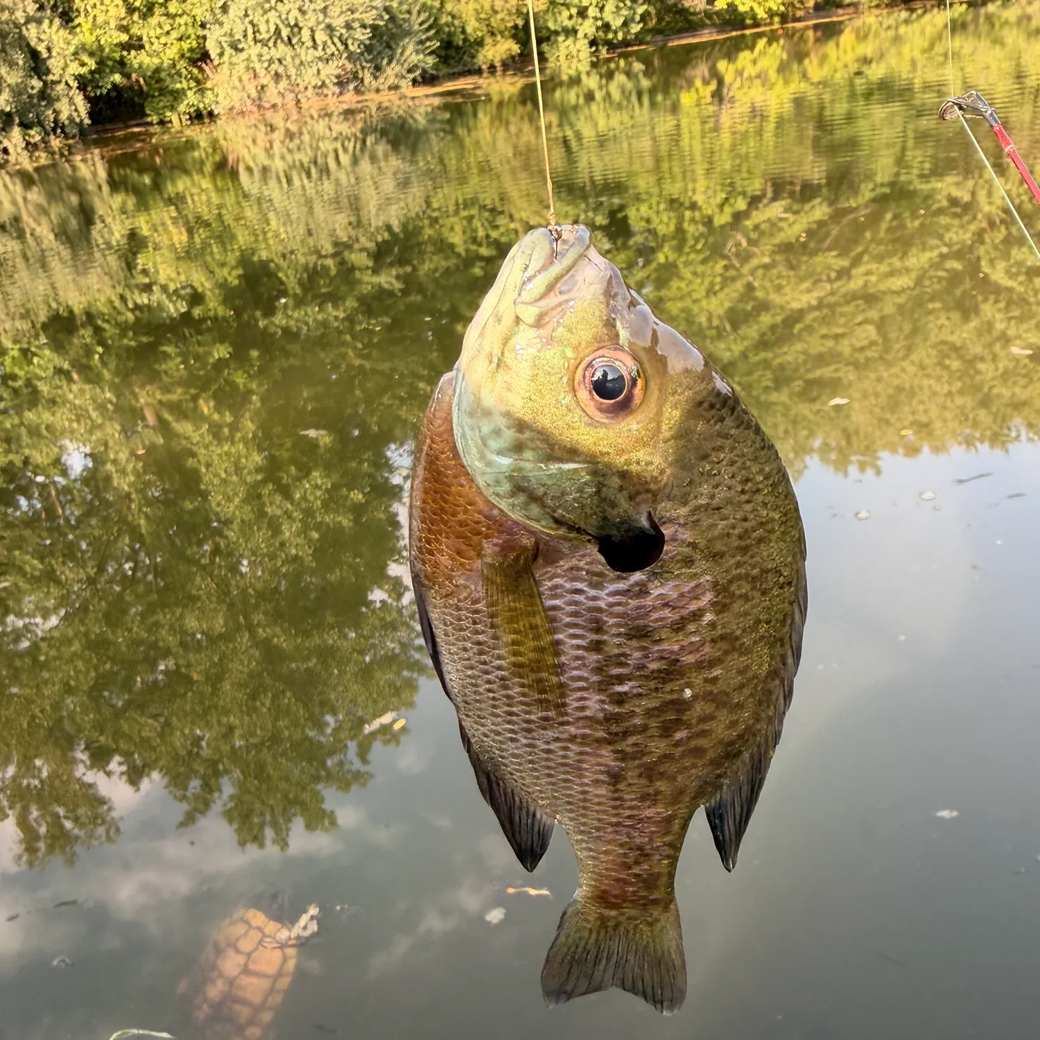 Bluegill caught on Fishbrain